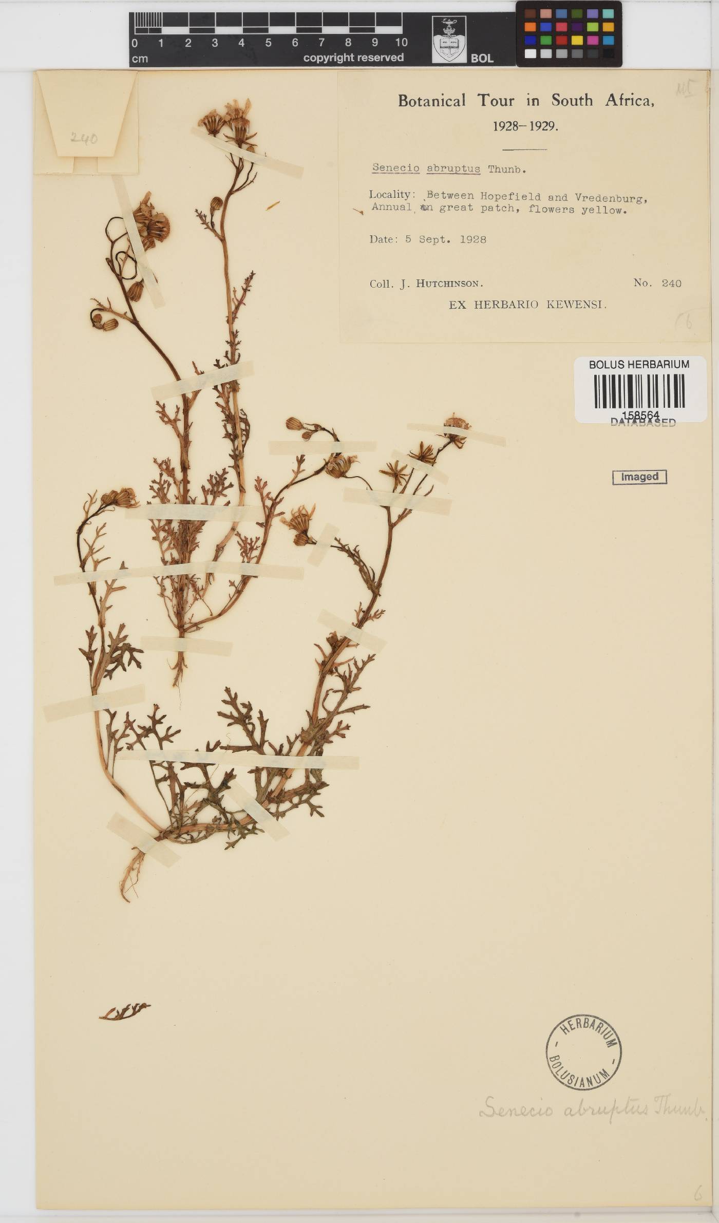 Senecio abruptus image