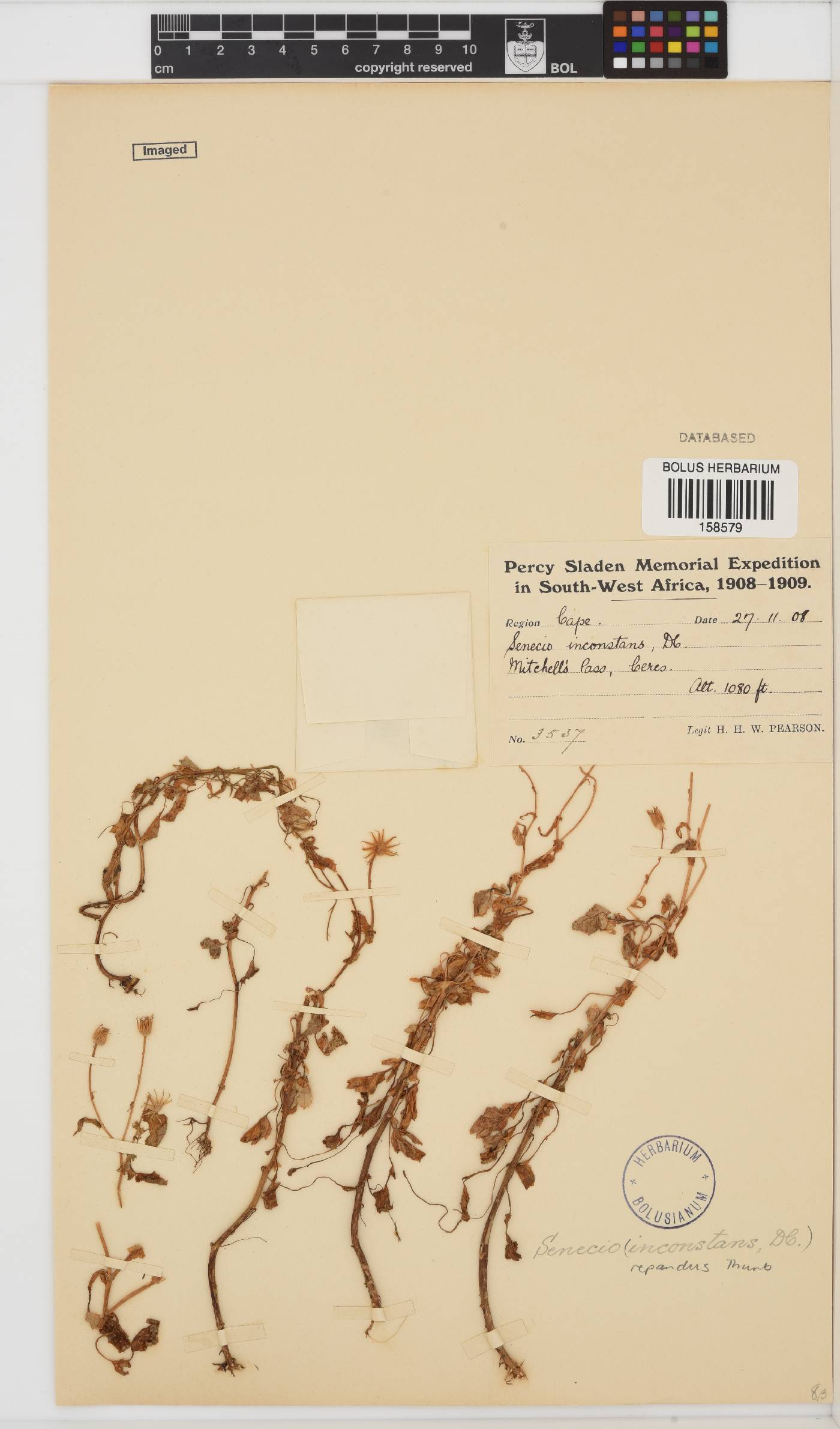 Senecio repandus image