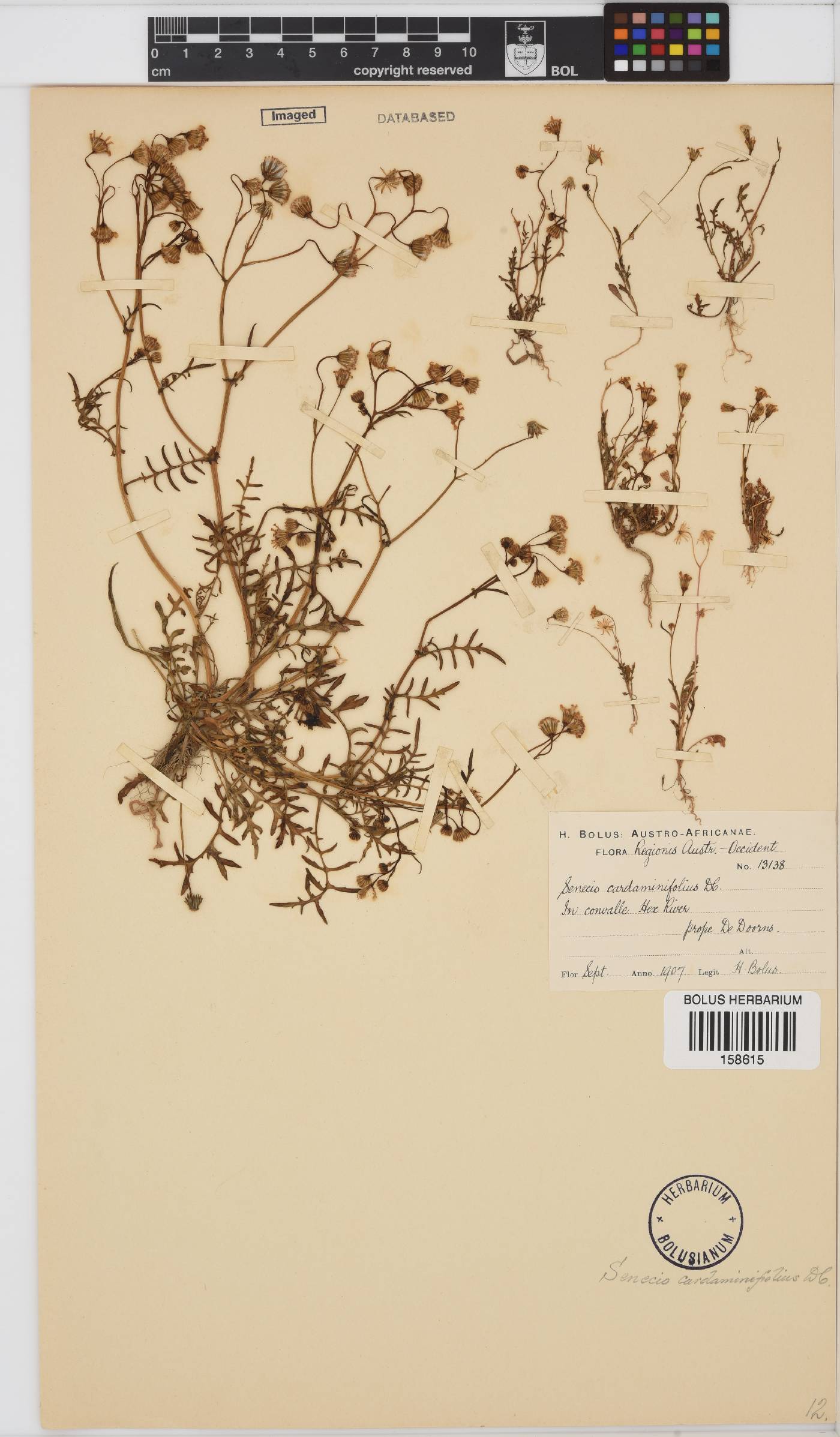 Senecio cardaminifolius image