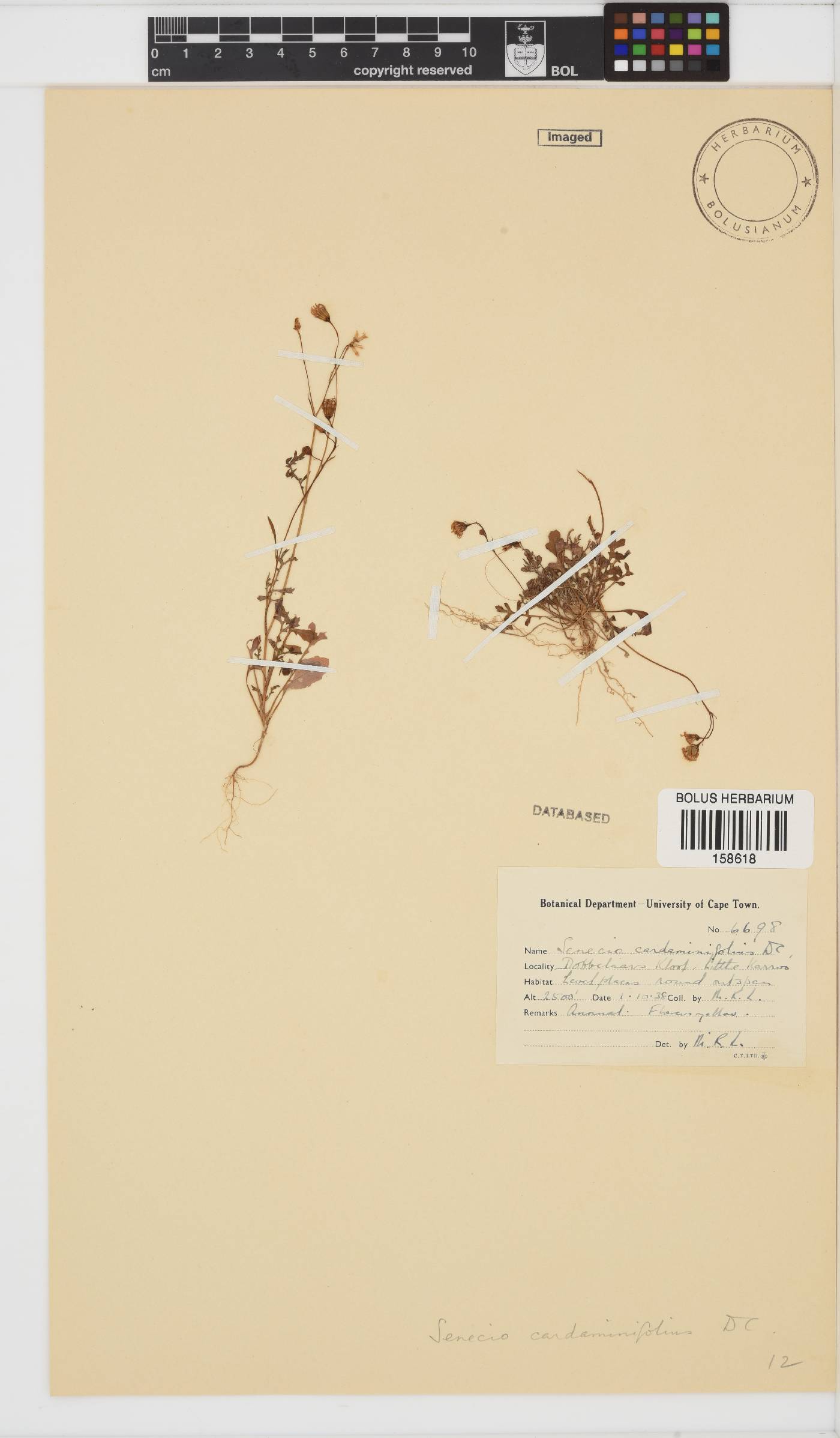 Senecio cardaminifolius image