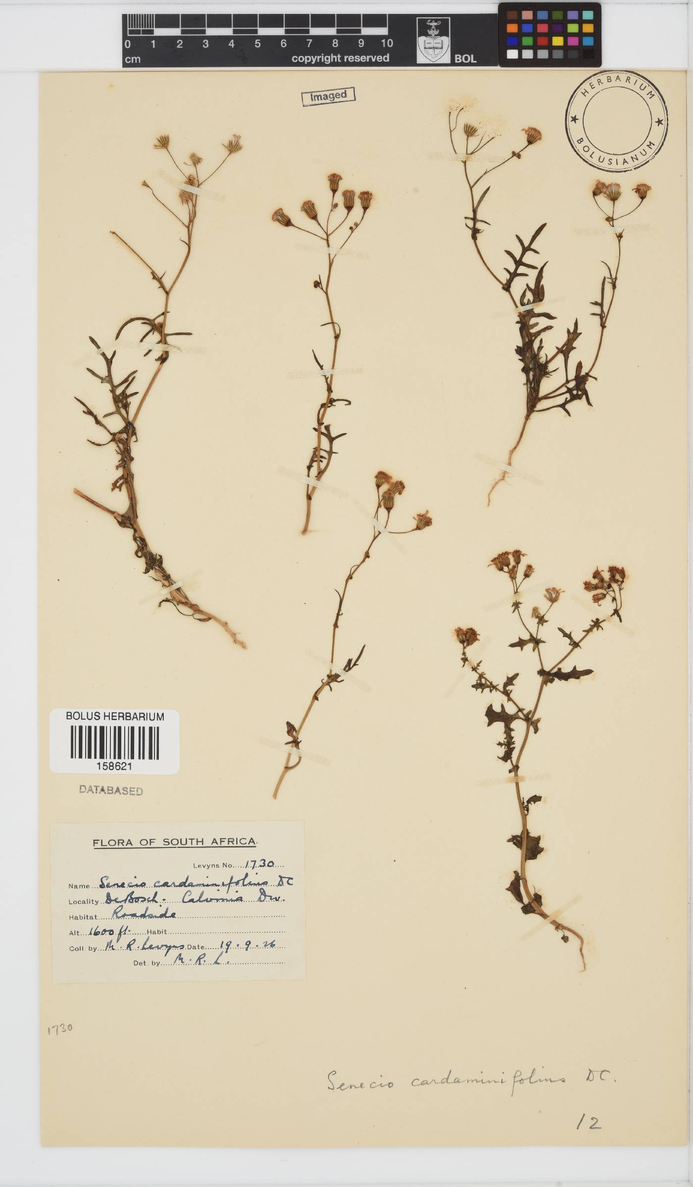 Senecio cardaminifolius image