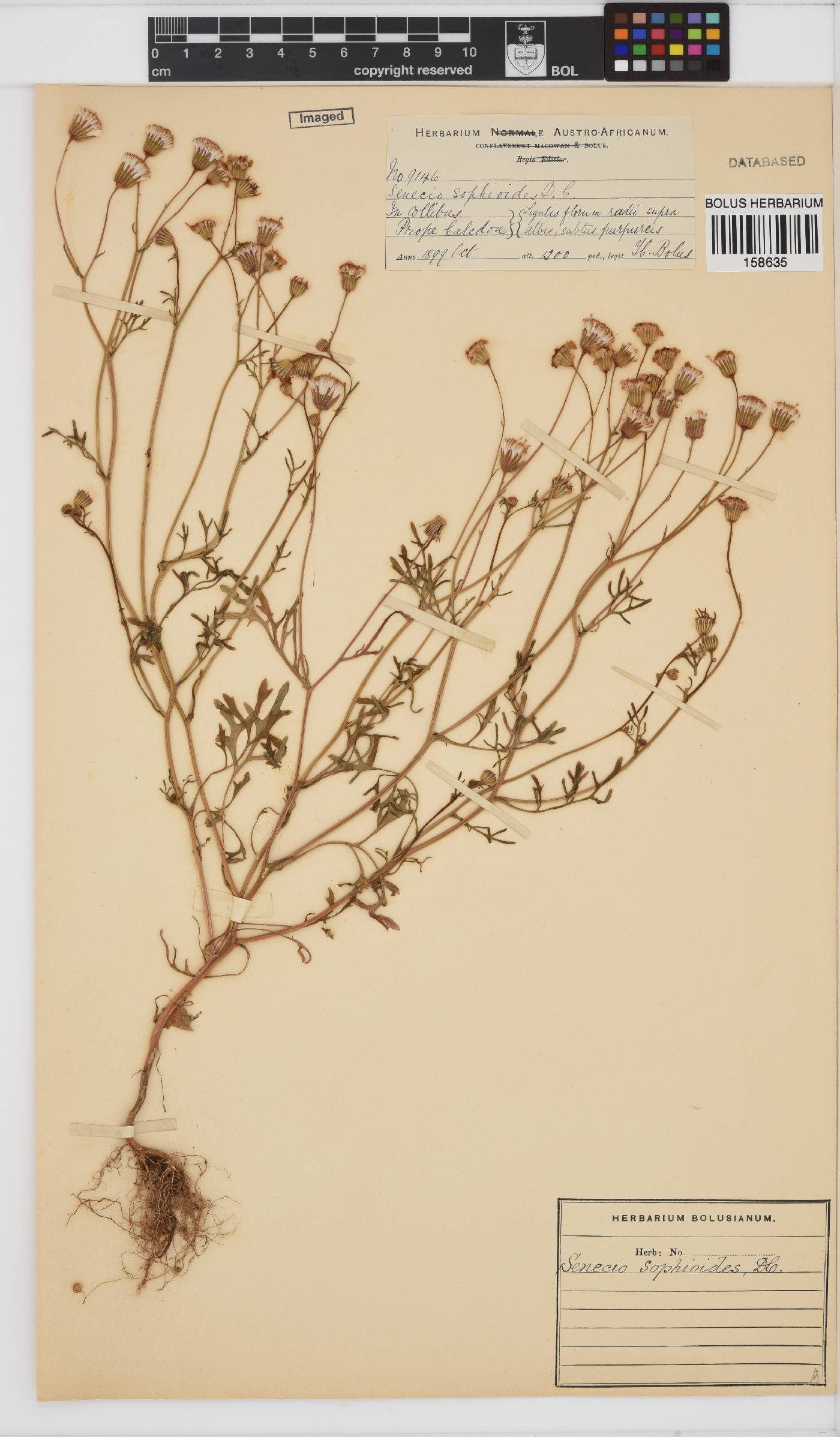 Senecio sophioides image
