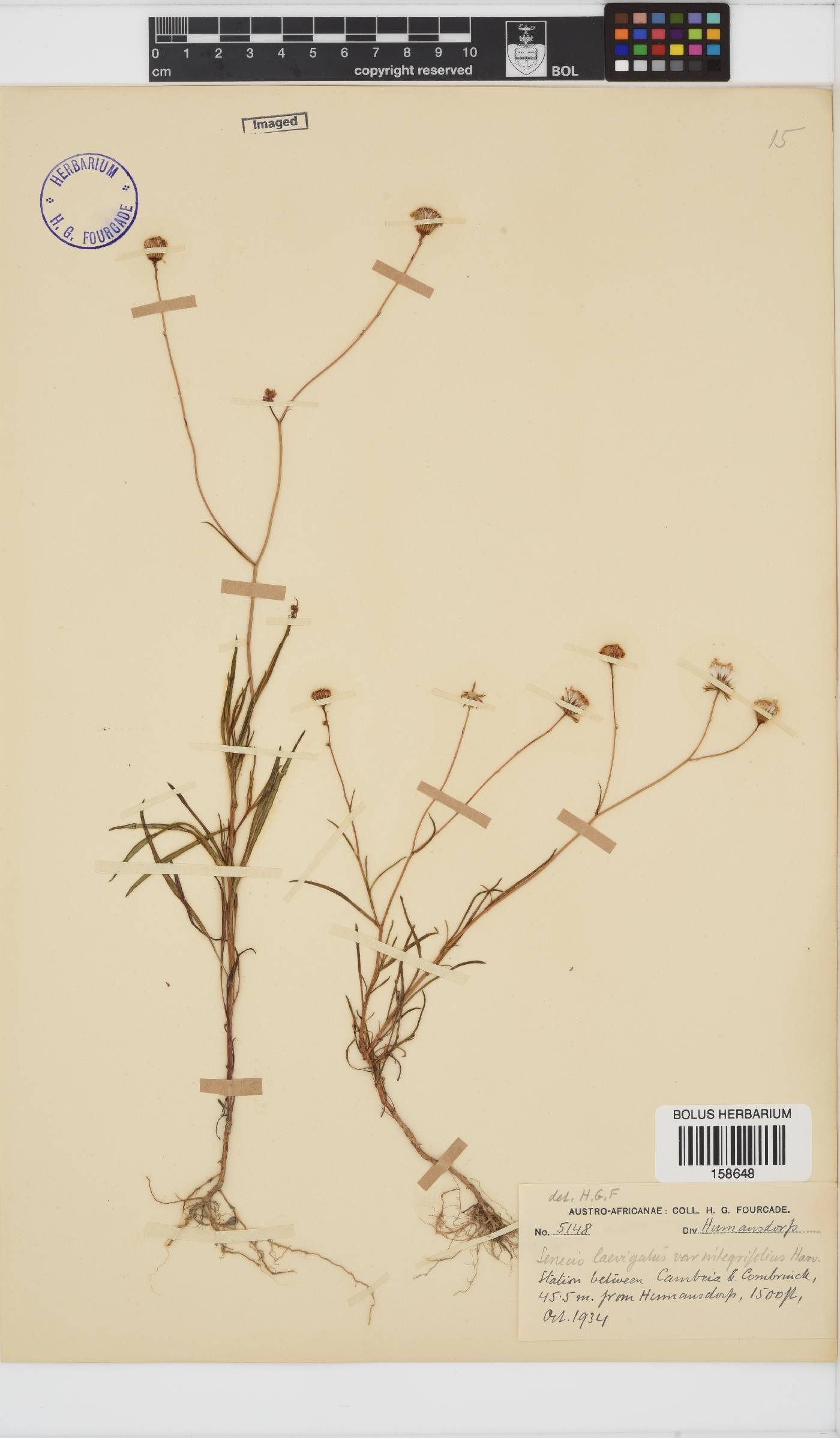 Senecio laevigatus var. integrifolius image