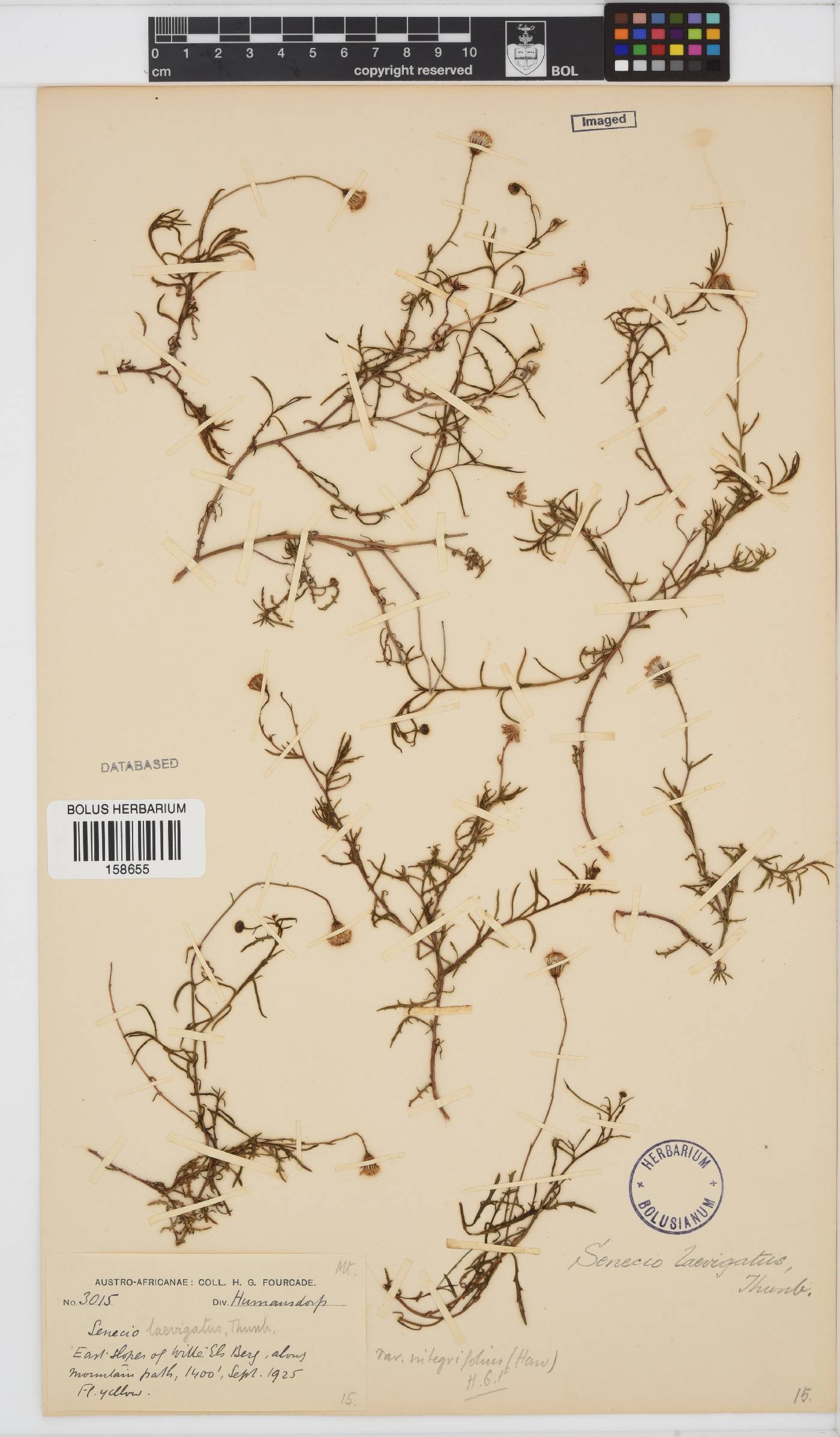 Senecio laevigatus image