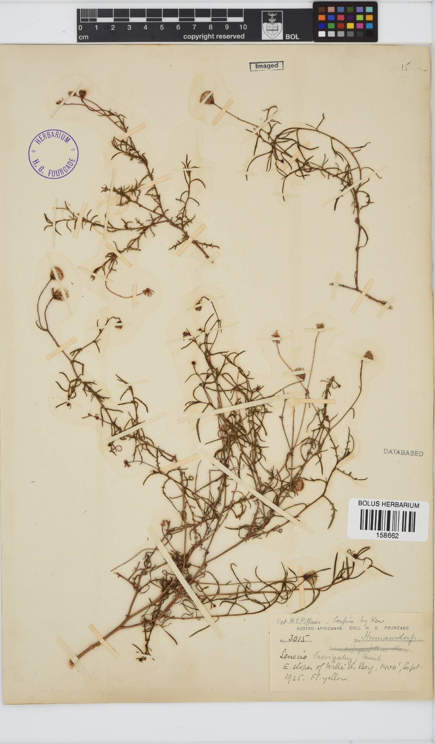 Senecio laevigatus image