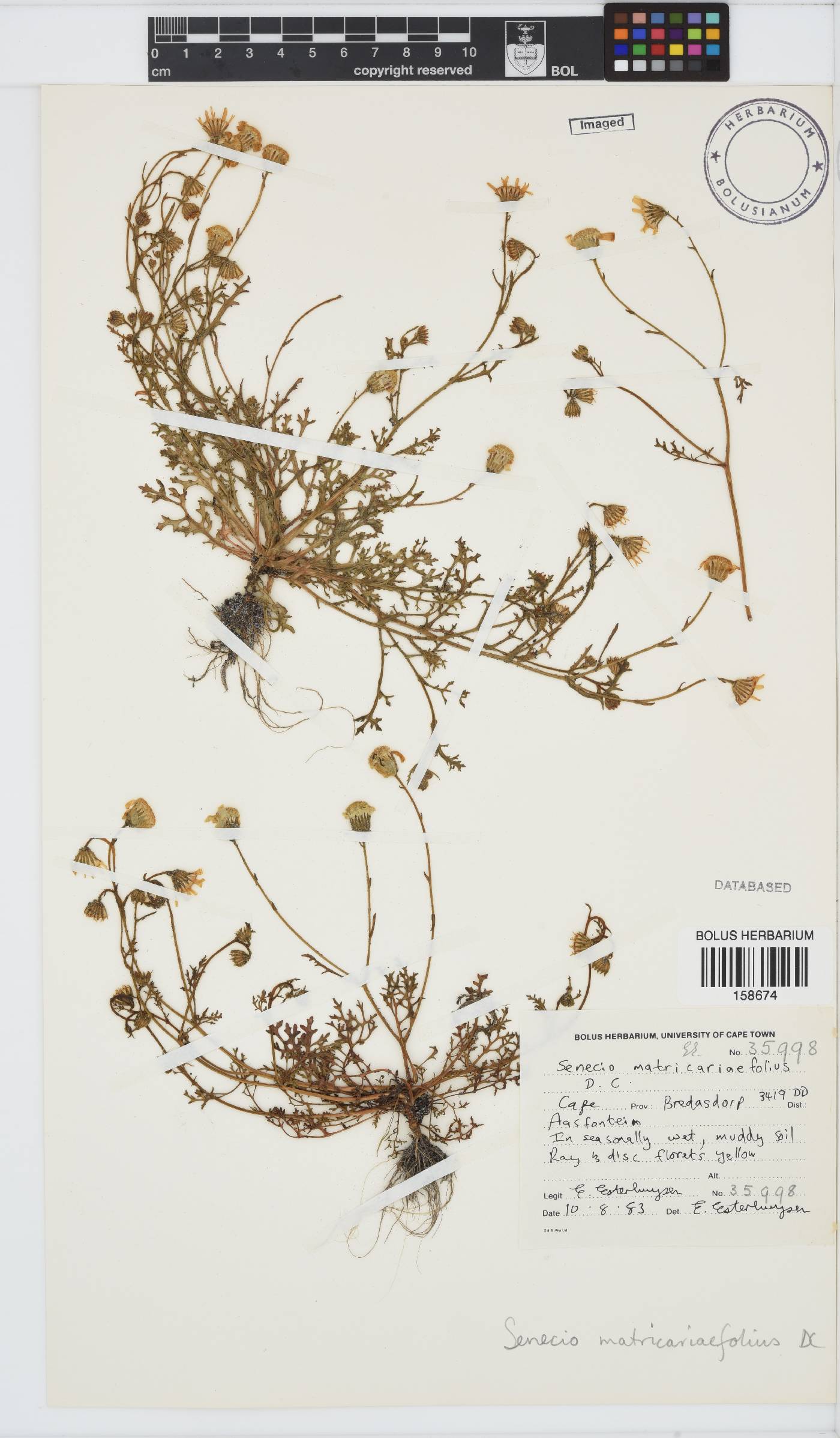 Senecio matricariifolius image