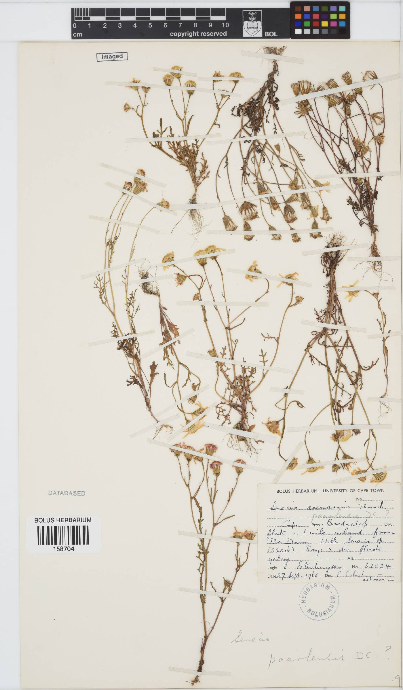 Senecio paarlensis image