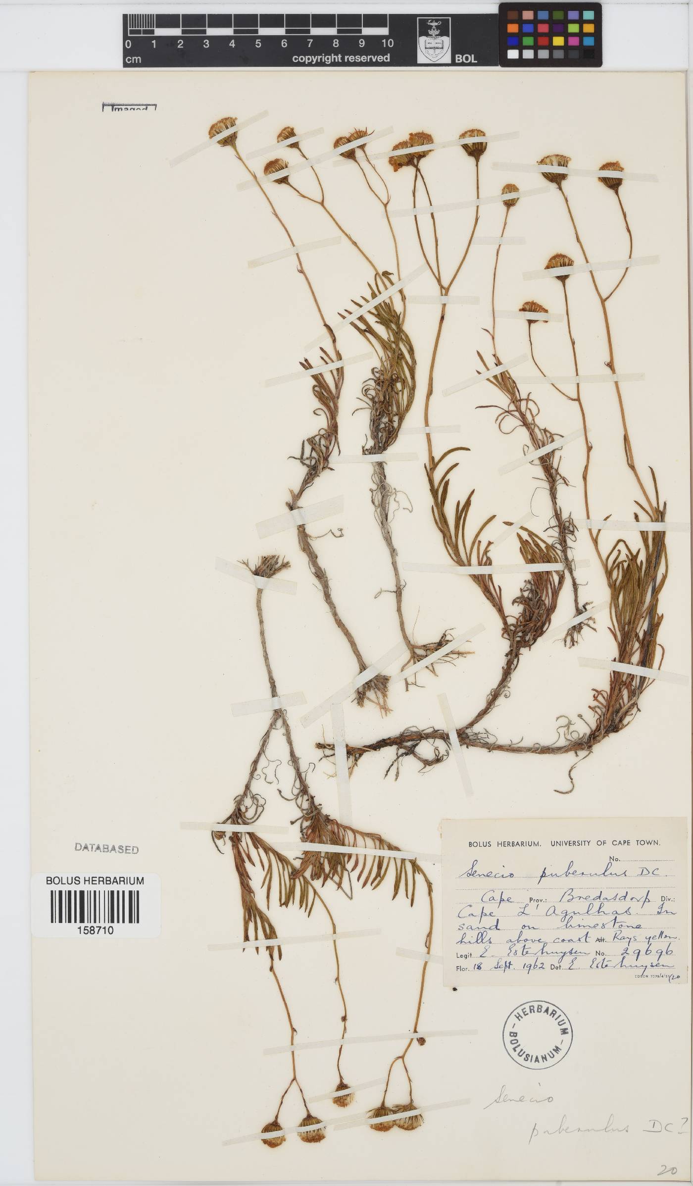 Senecio puberulus image