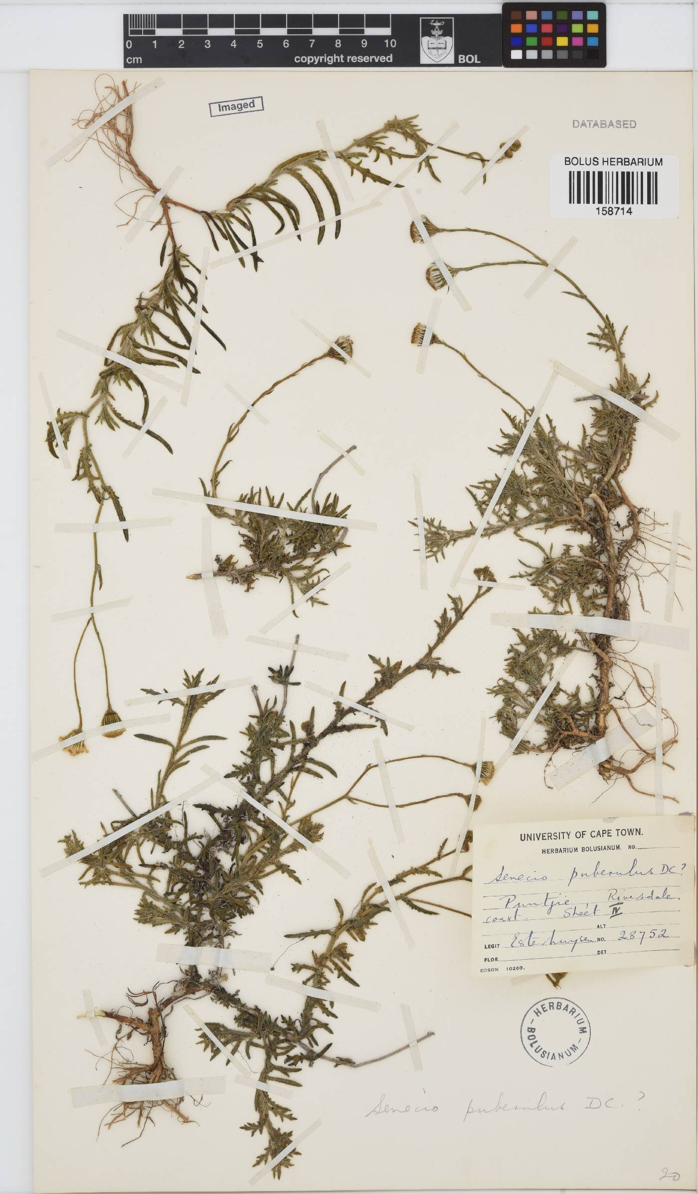 Senecio puberulus image