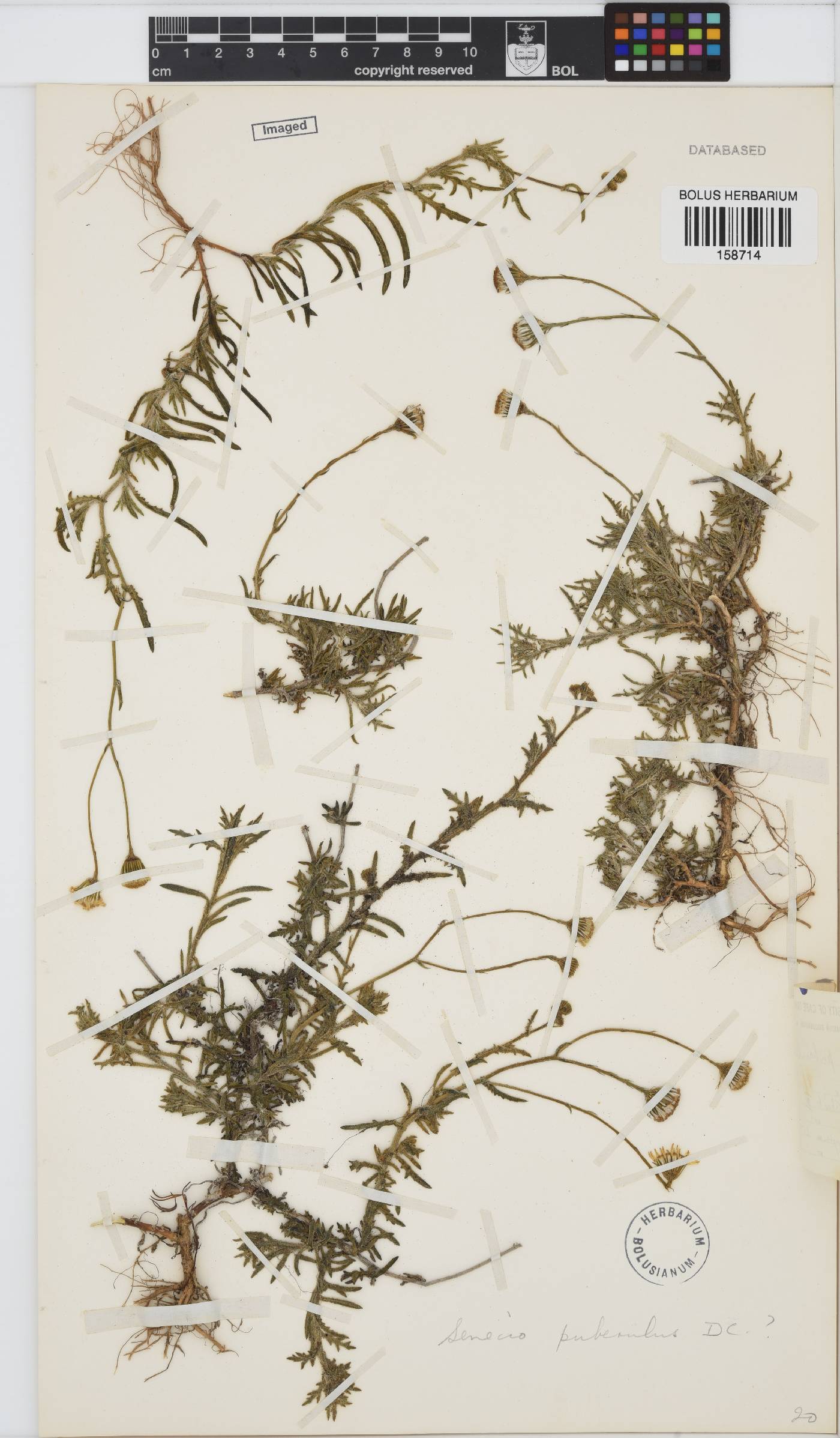 Senecio puberulus image
