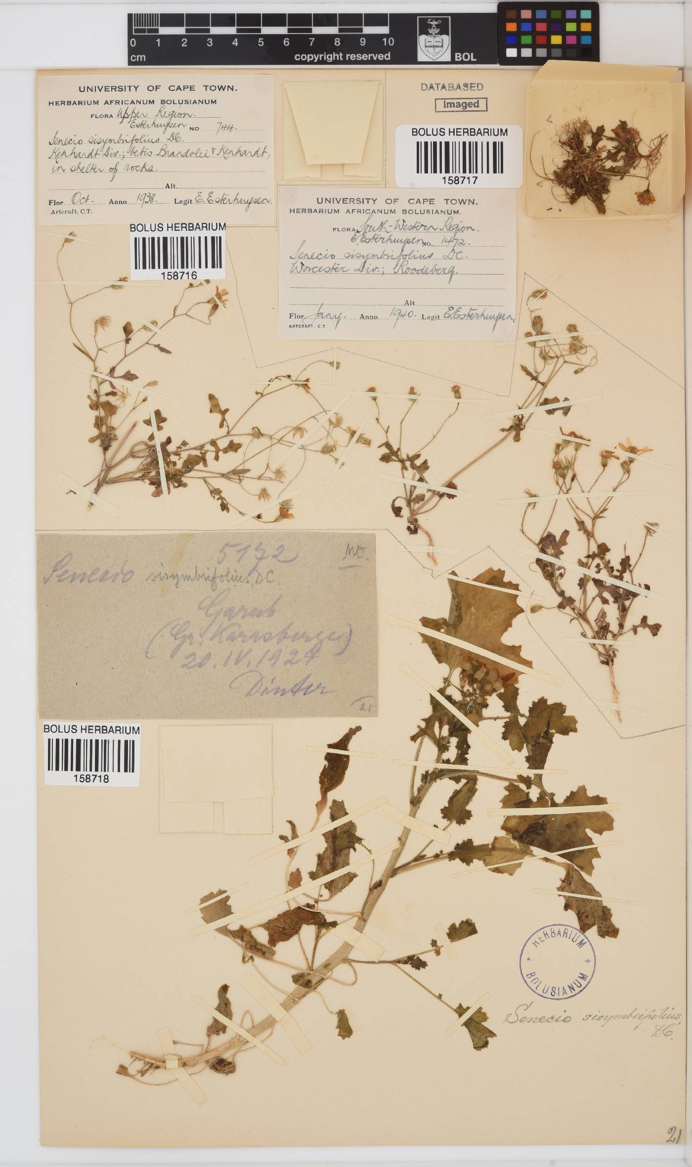 Senecio sisymbriifolius image