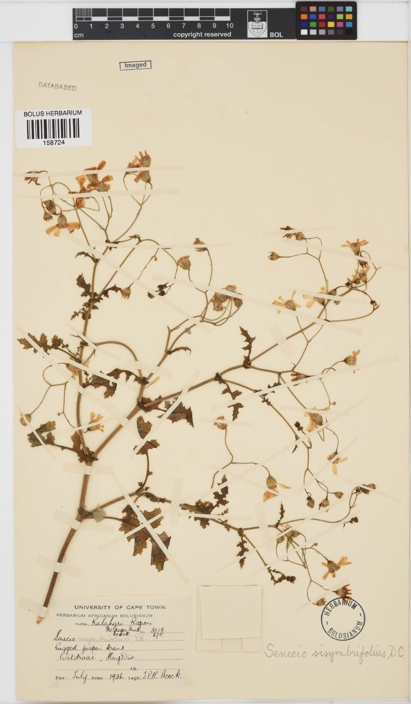 Senecio sisymbriifolius image