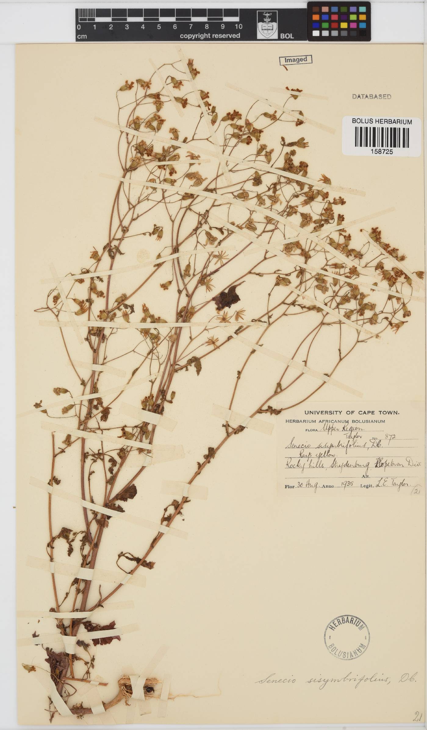 Senecio sisymbriifolius image