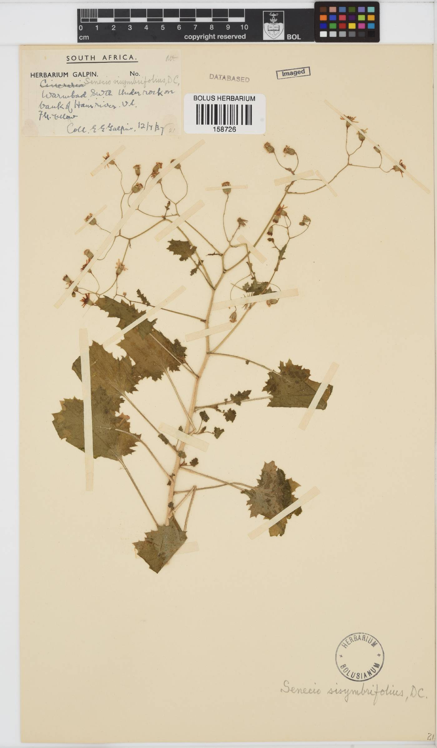 Senecio sisymbriifolius image