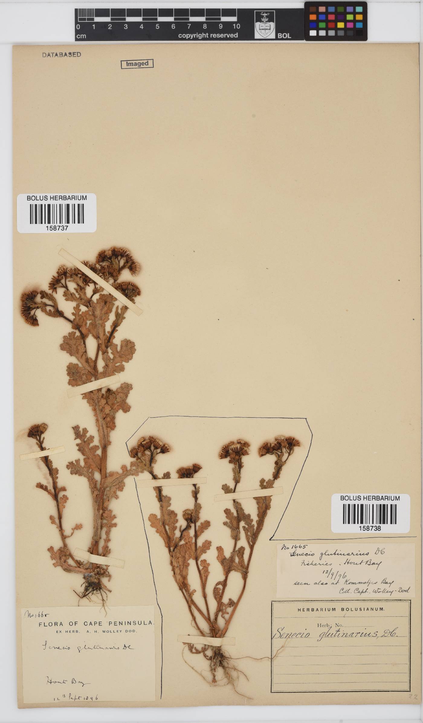 Senecio glutinarius image