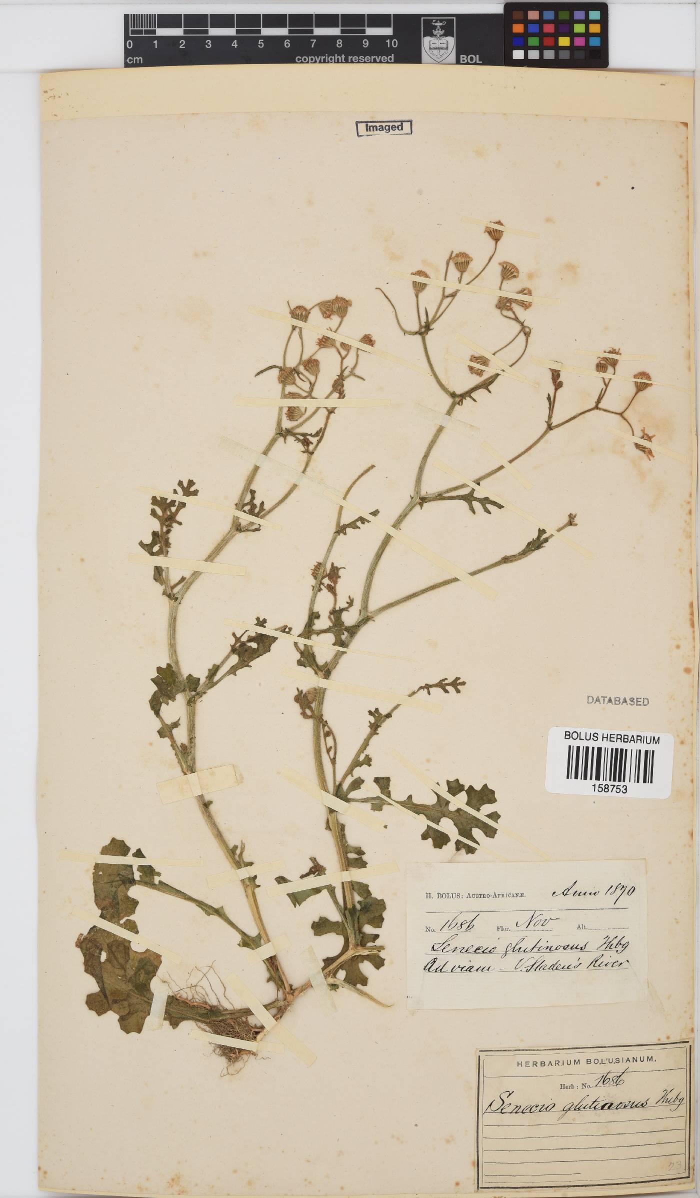 Senecio glutinosus image