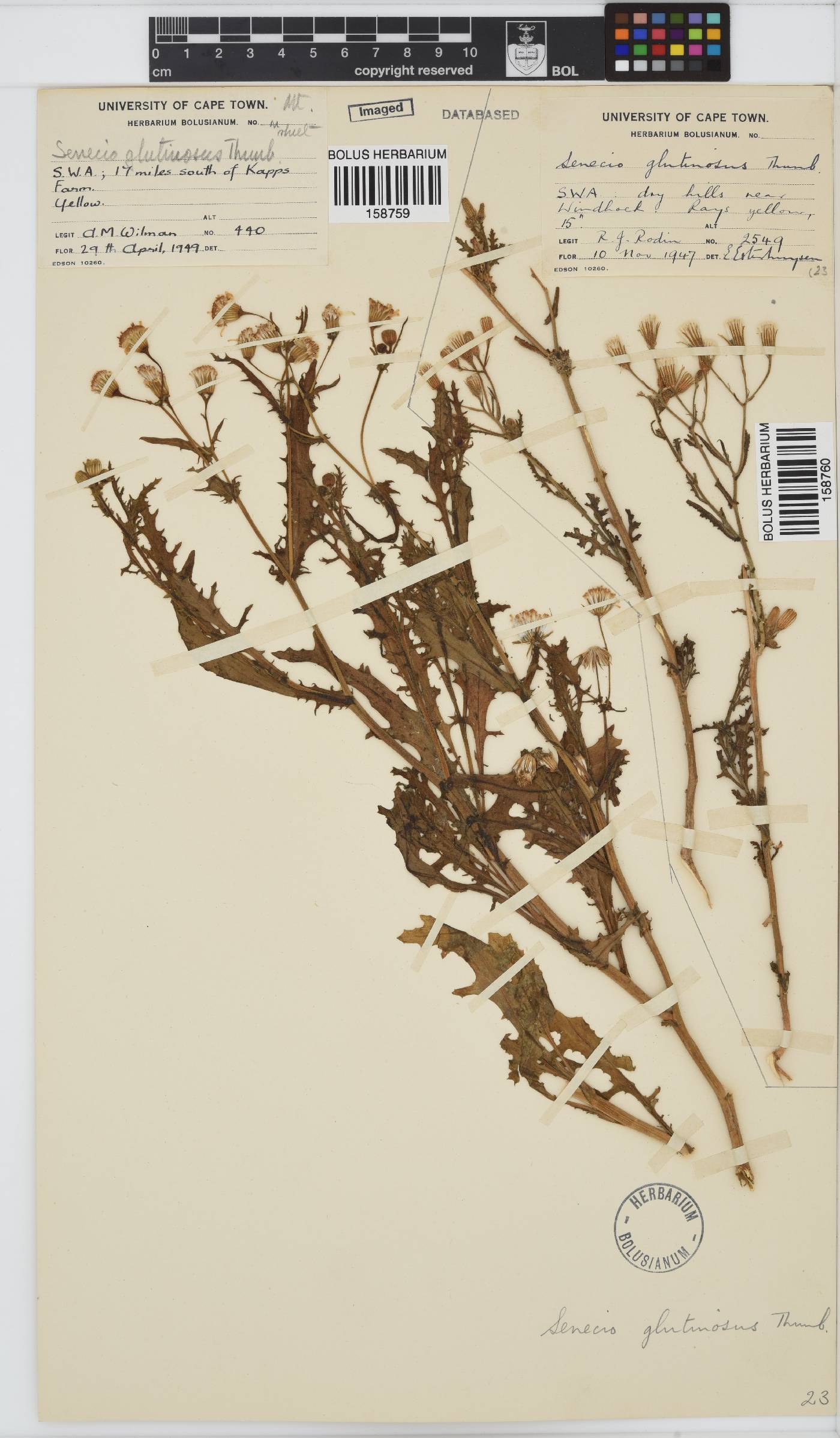 Senecio glutinosus image