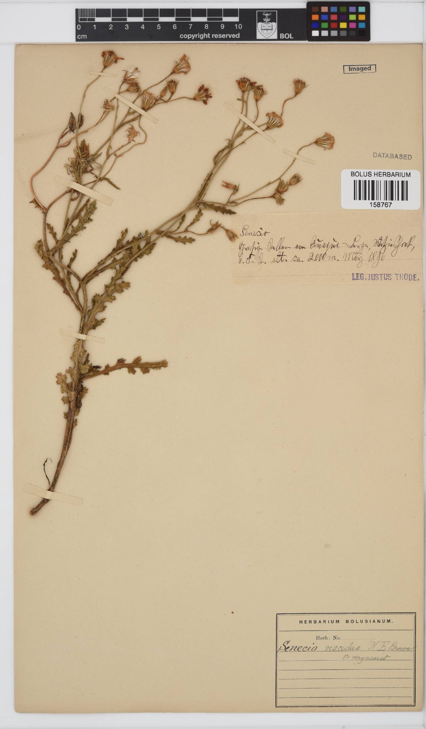 Senecio glutinosus image