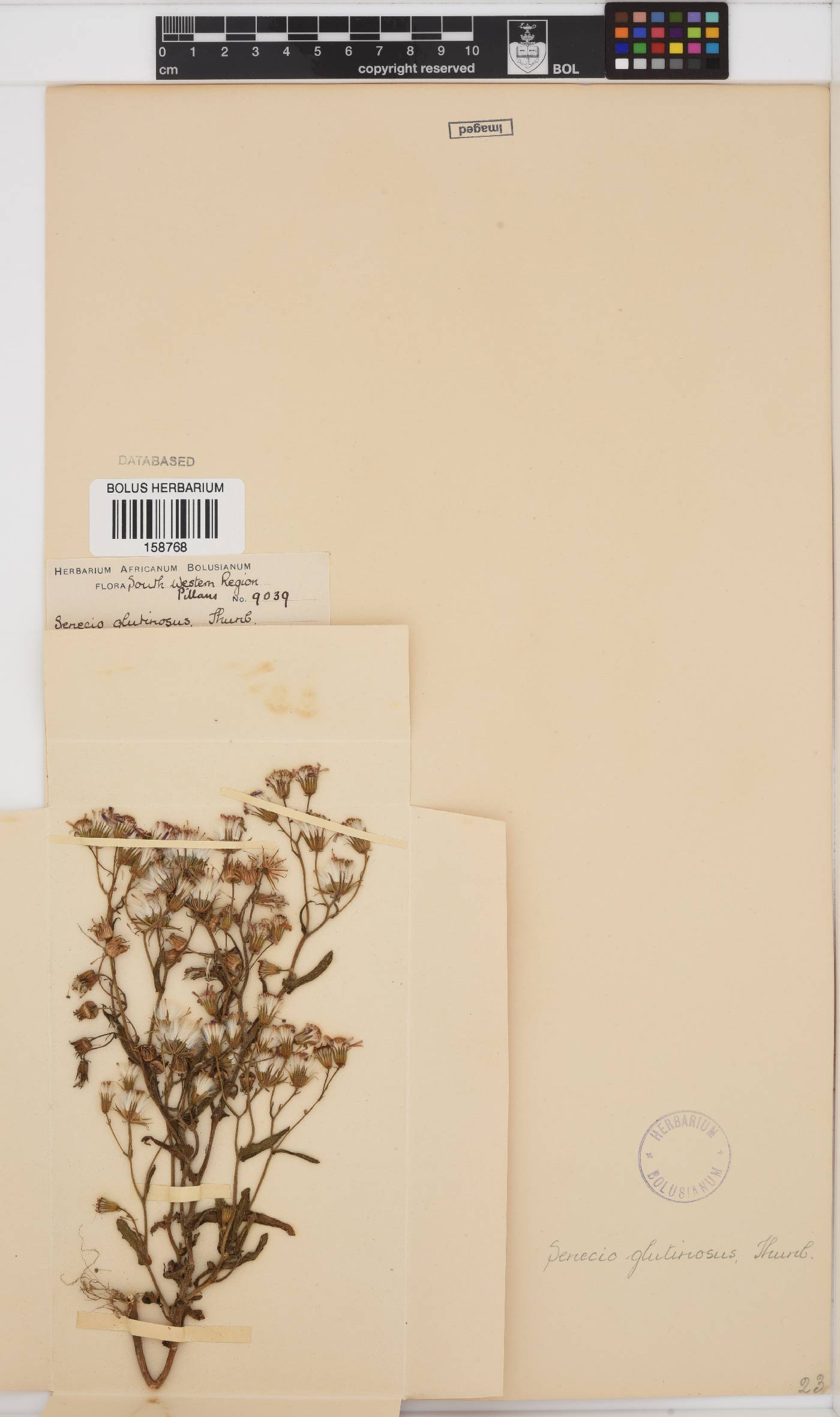Senecio glutinosus image
