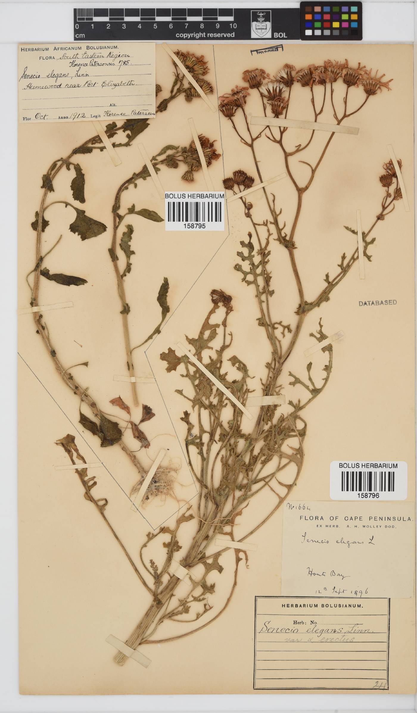 Senecio elegans image