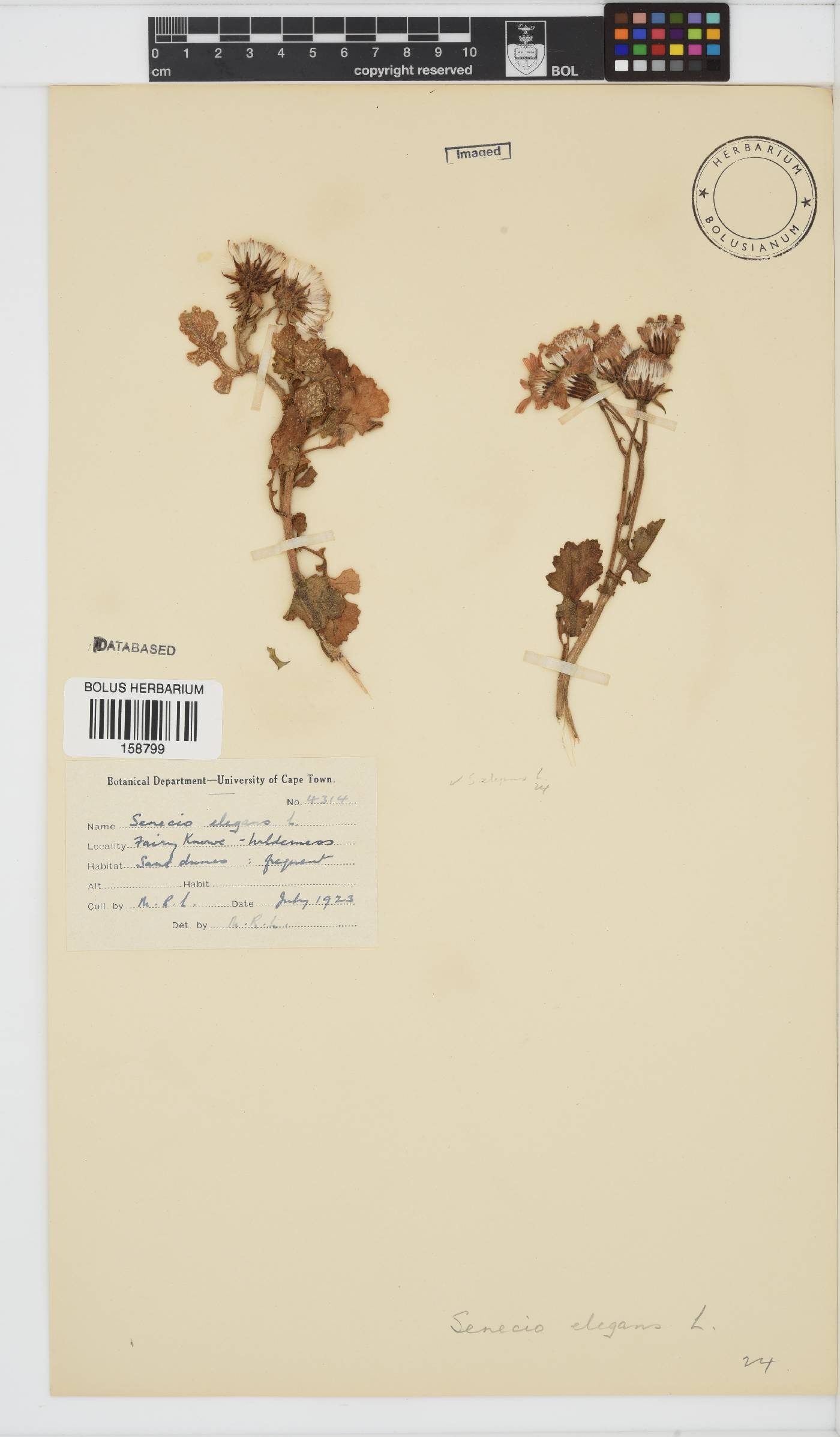 Senecio elegans image