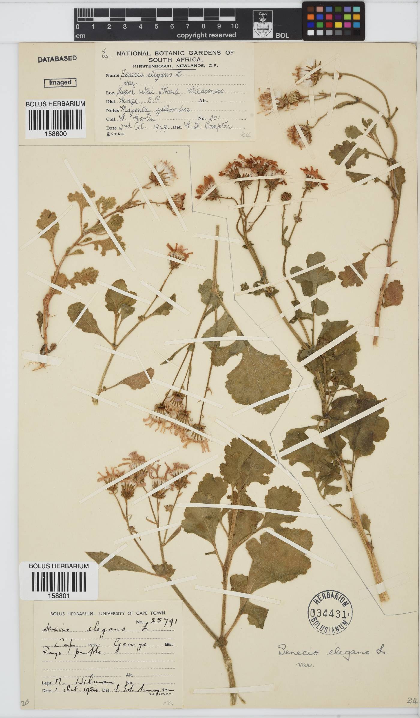 Senecio elegans image
