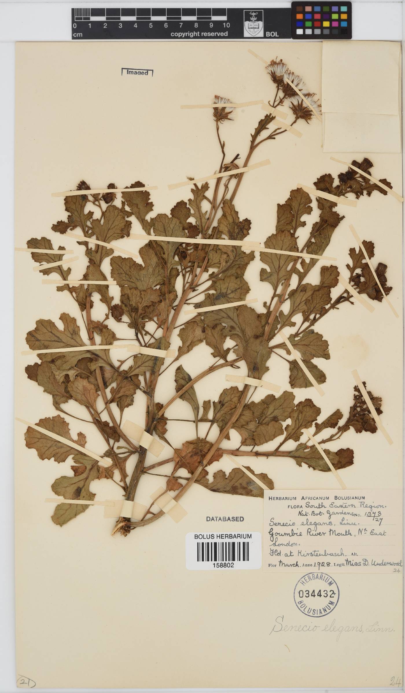 Senecio elegans image