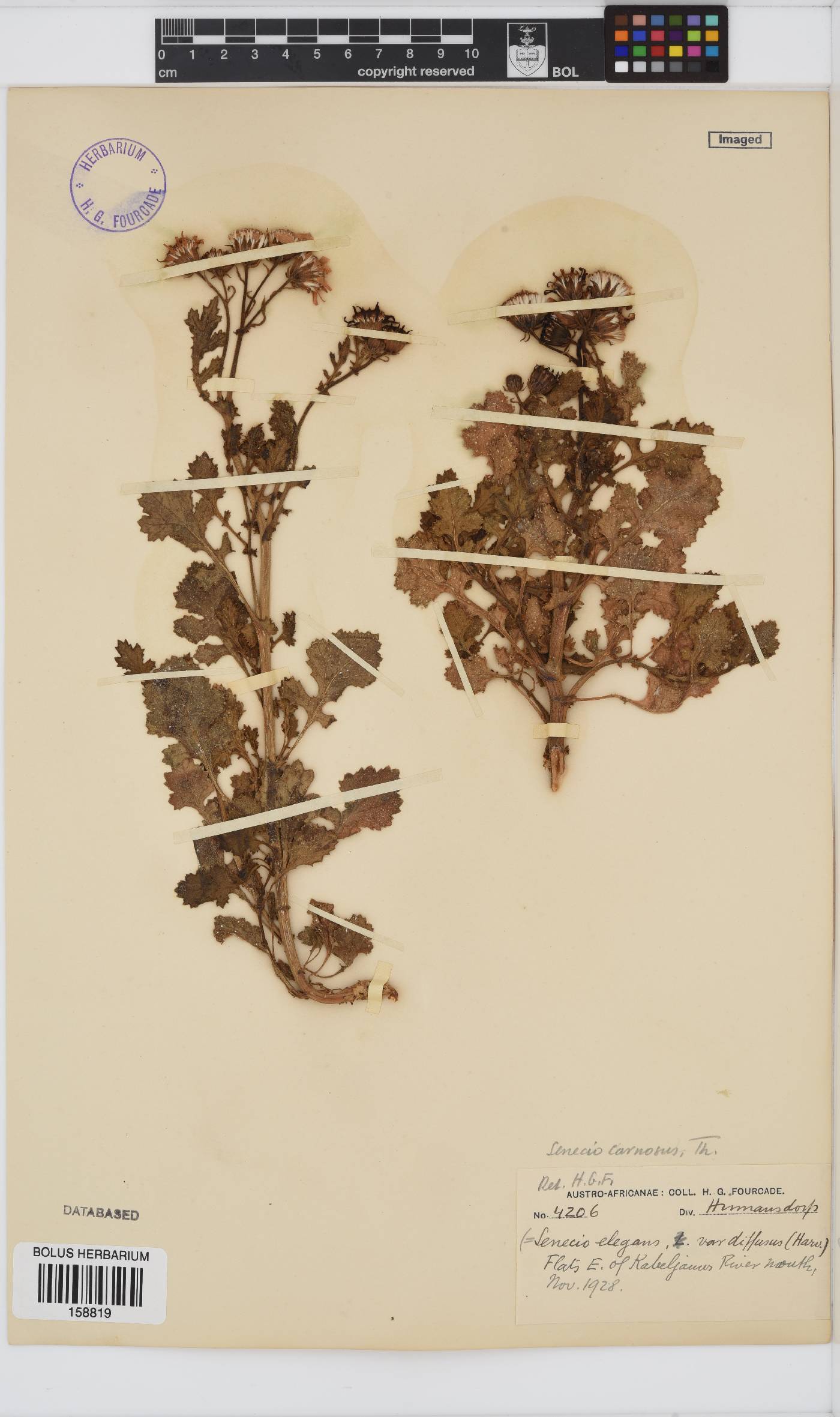 Senecio elegans image