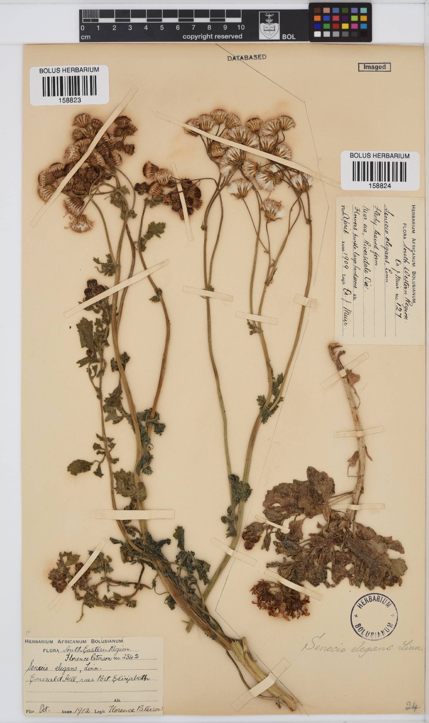 Senecio elegans image