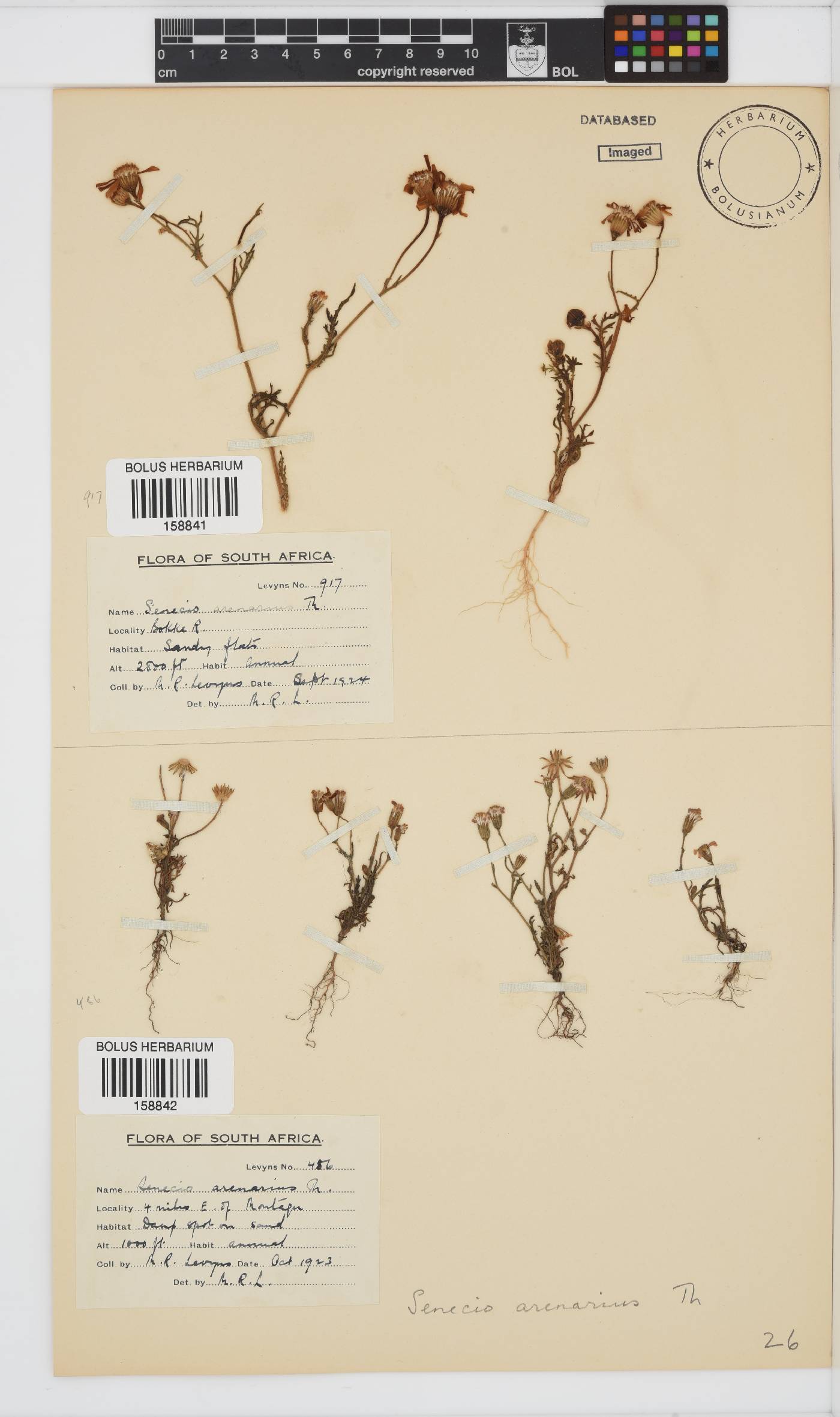 Senecio arenarius image
