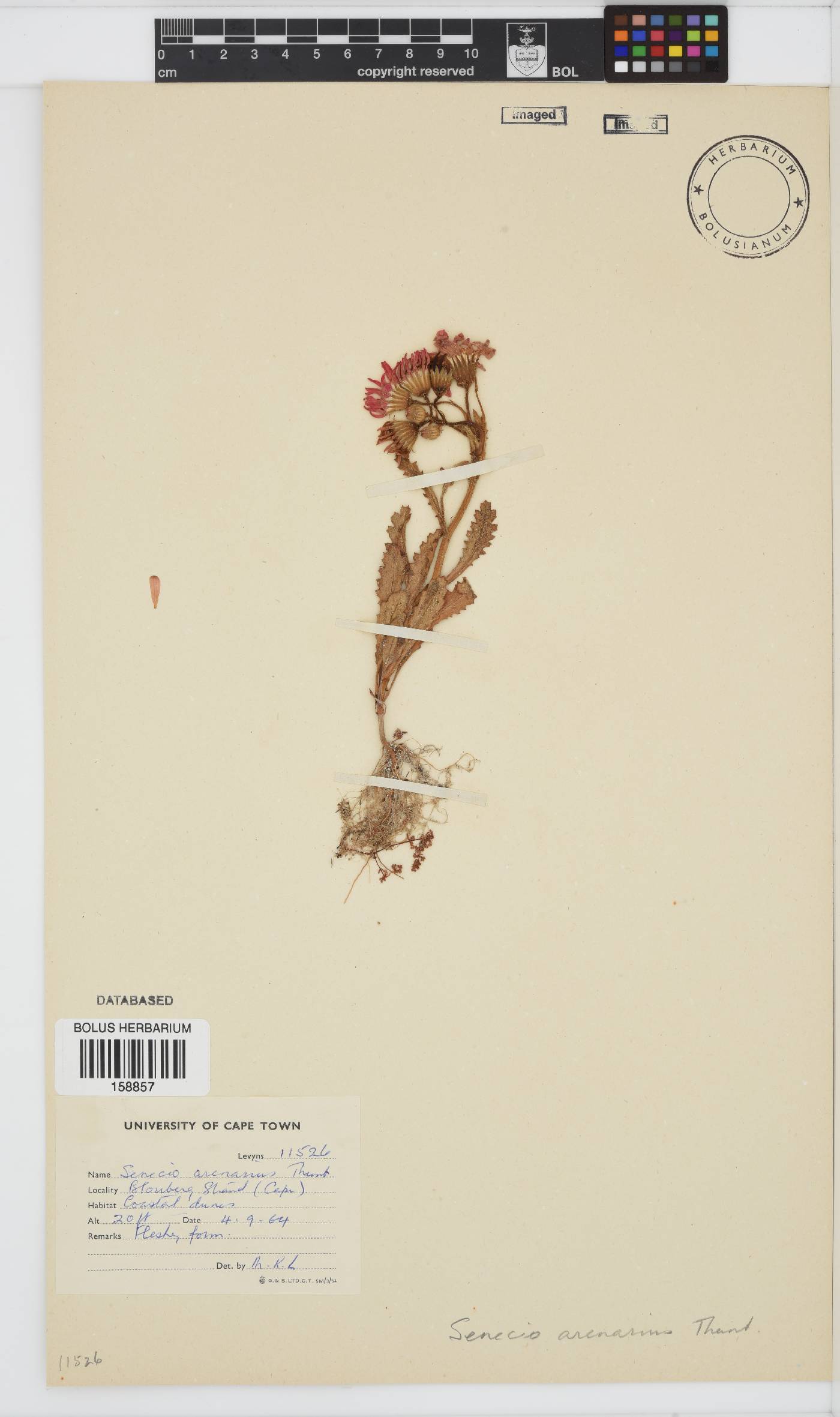 Senecio arenarius image