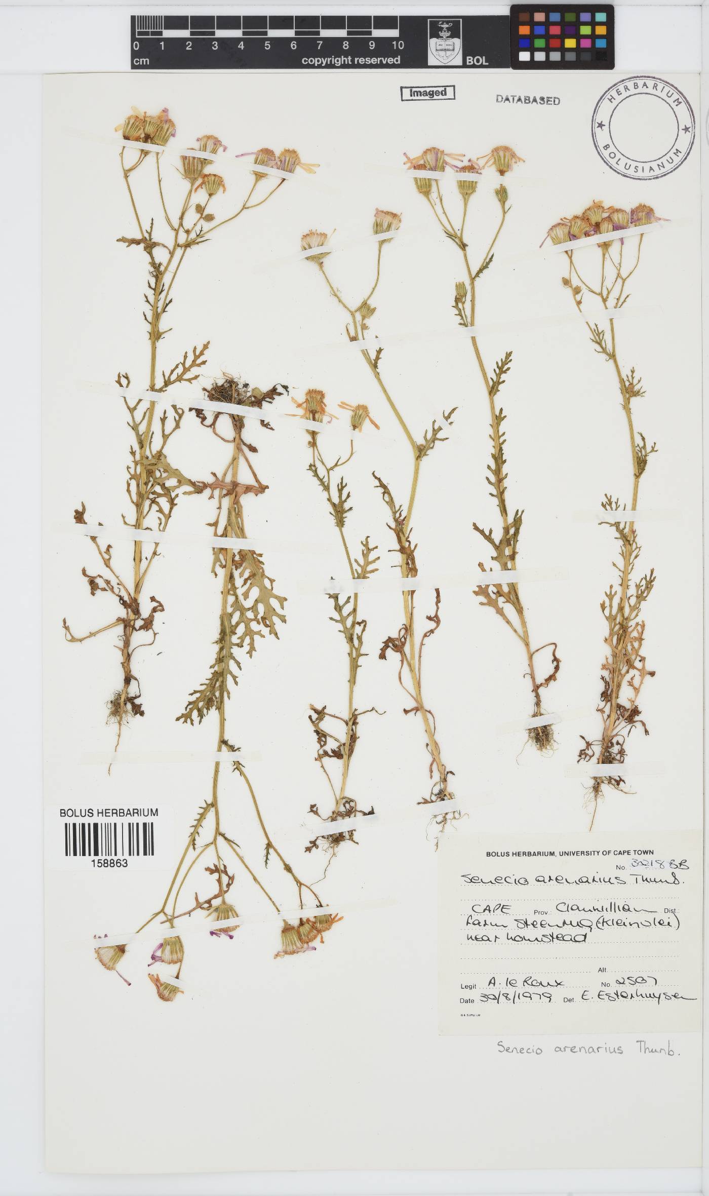 Senecio arenarius image