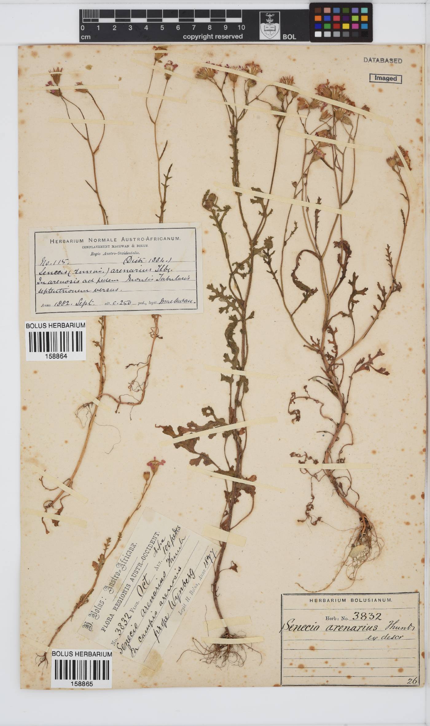 Senecio arenarius image