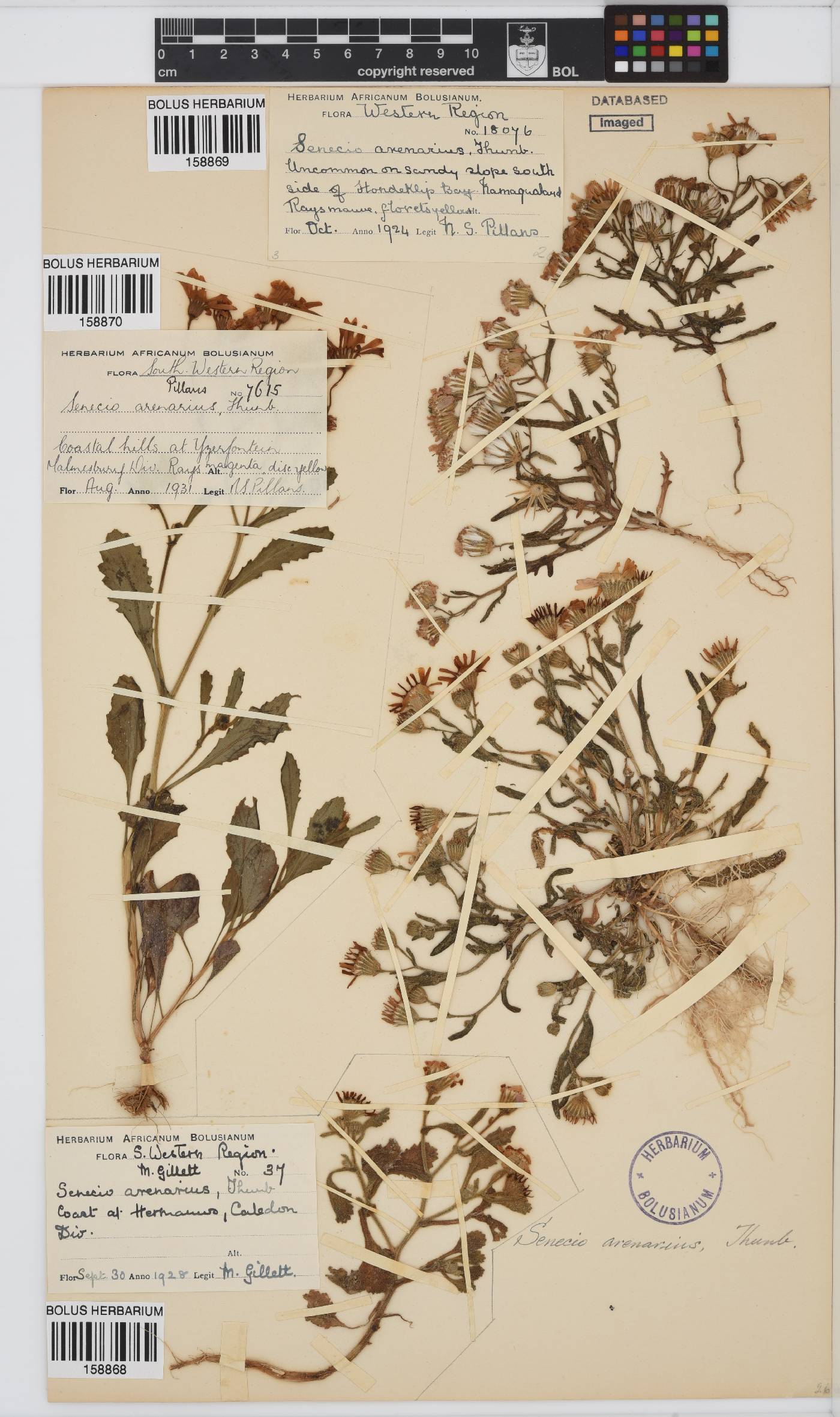 Senecio arenarius image