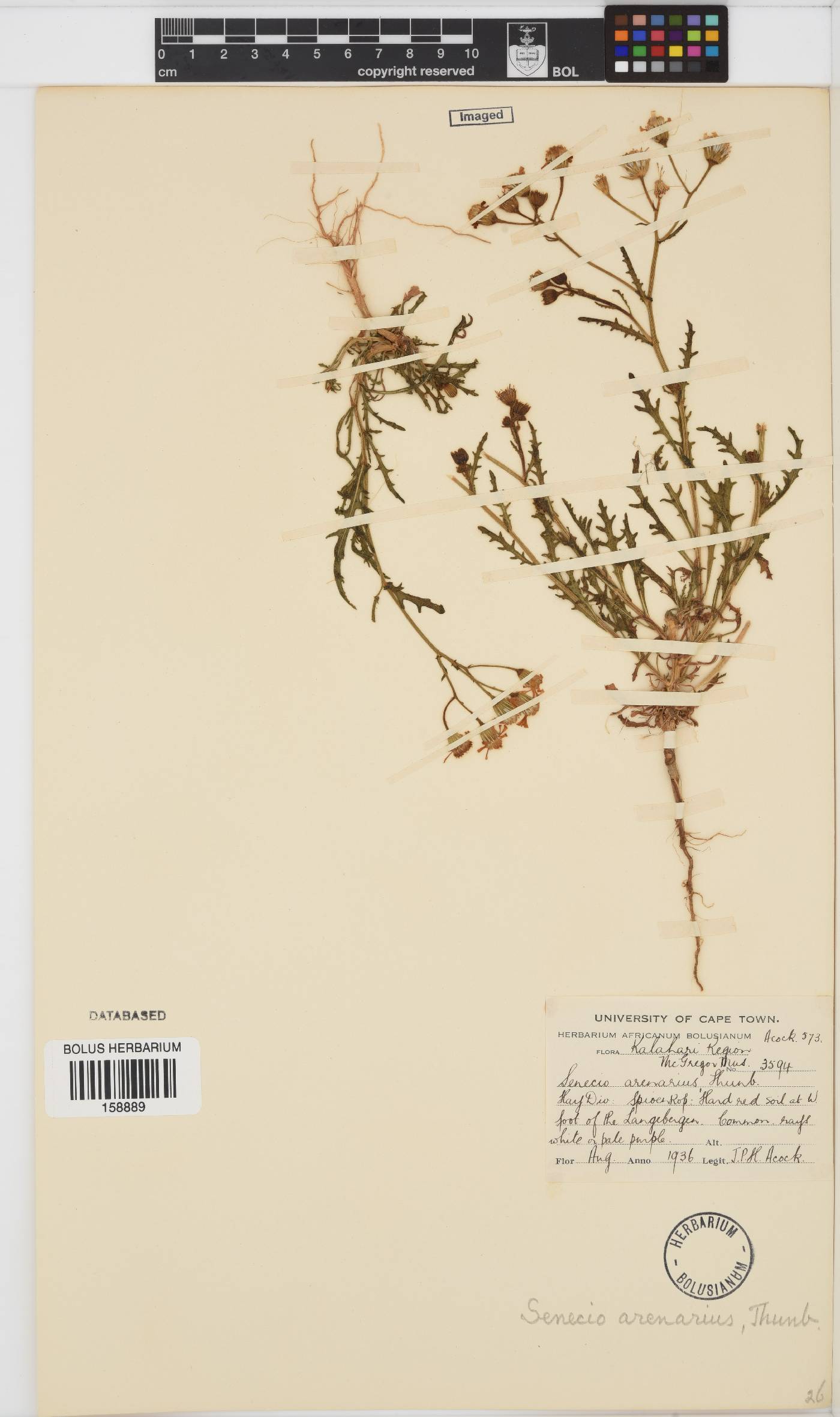 Senecio arenarius image