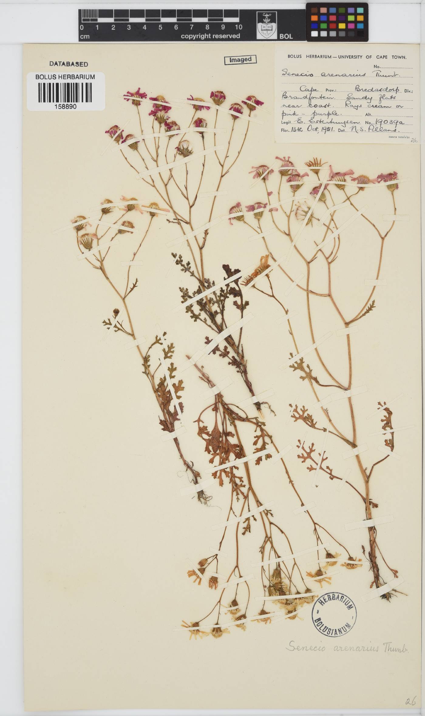 Senecio arenarius image