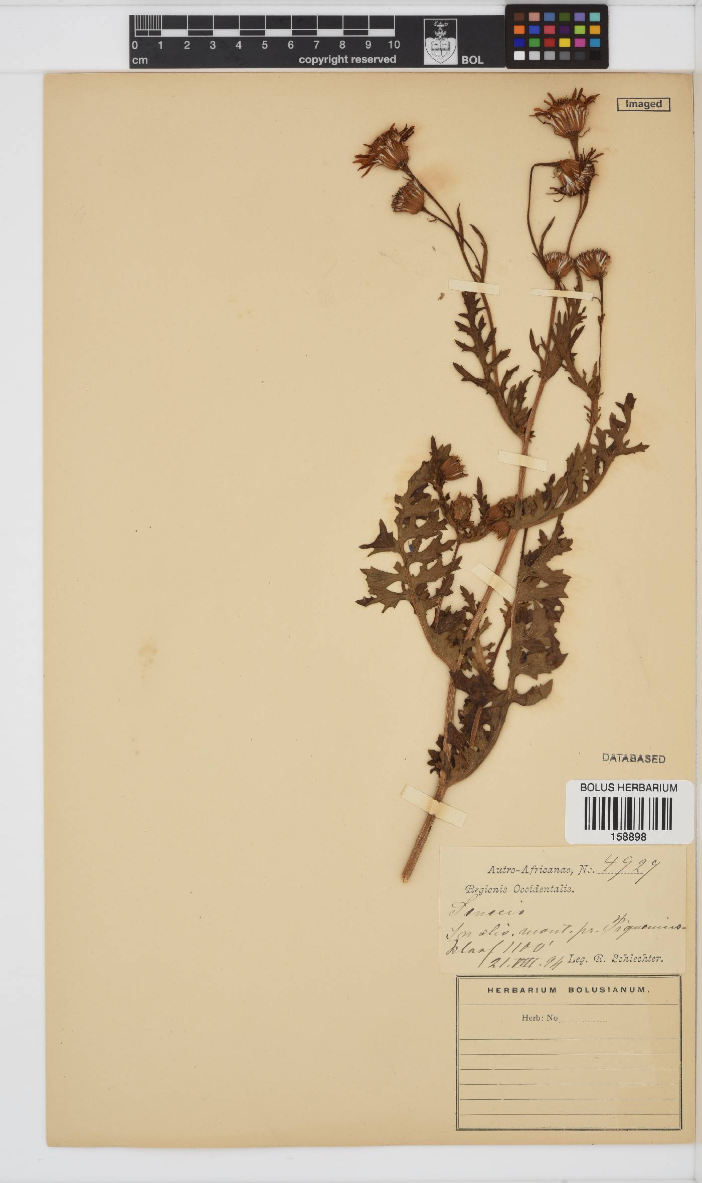 Senecio arenarius image