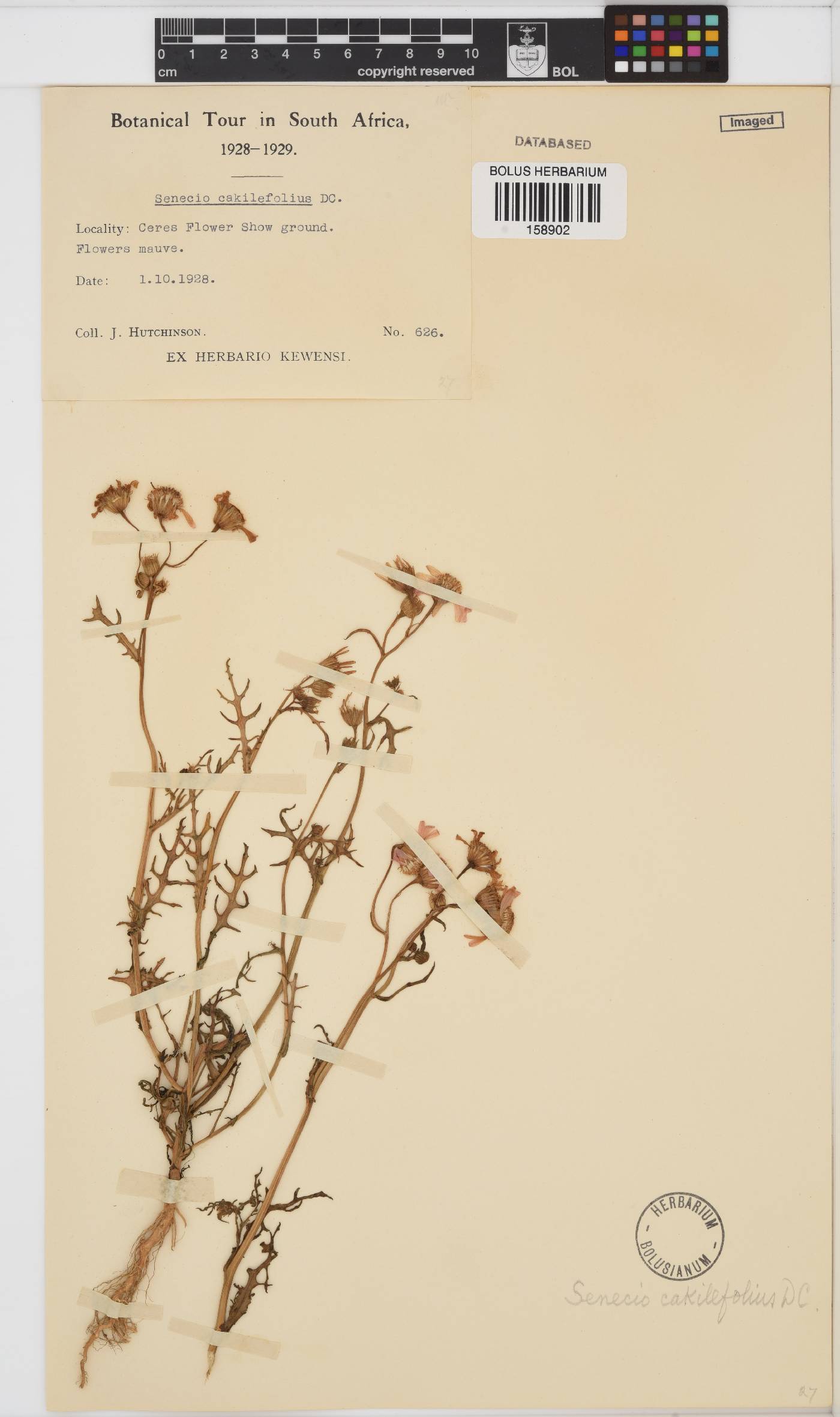 Senecio arenarius image