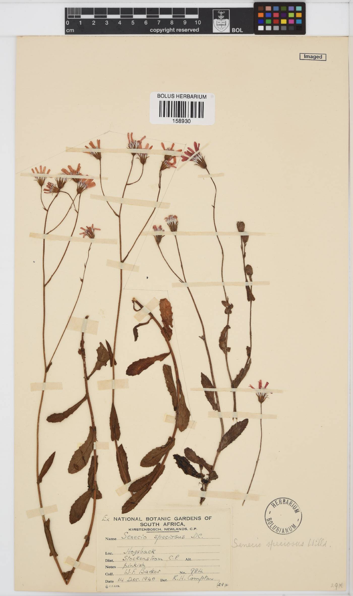 Senecio speciosus image