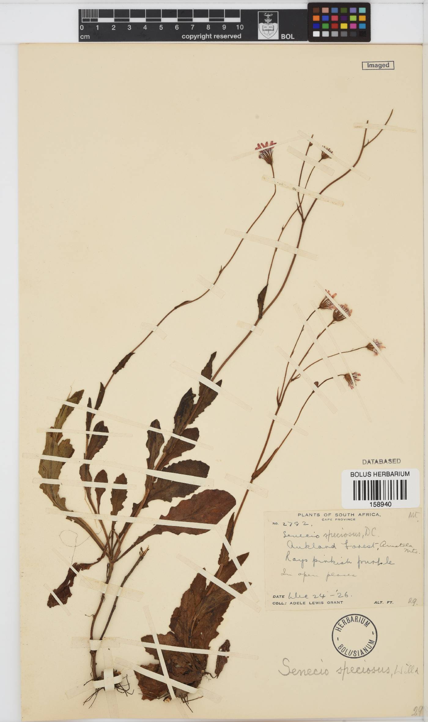 Senecio speciosus image