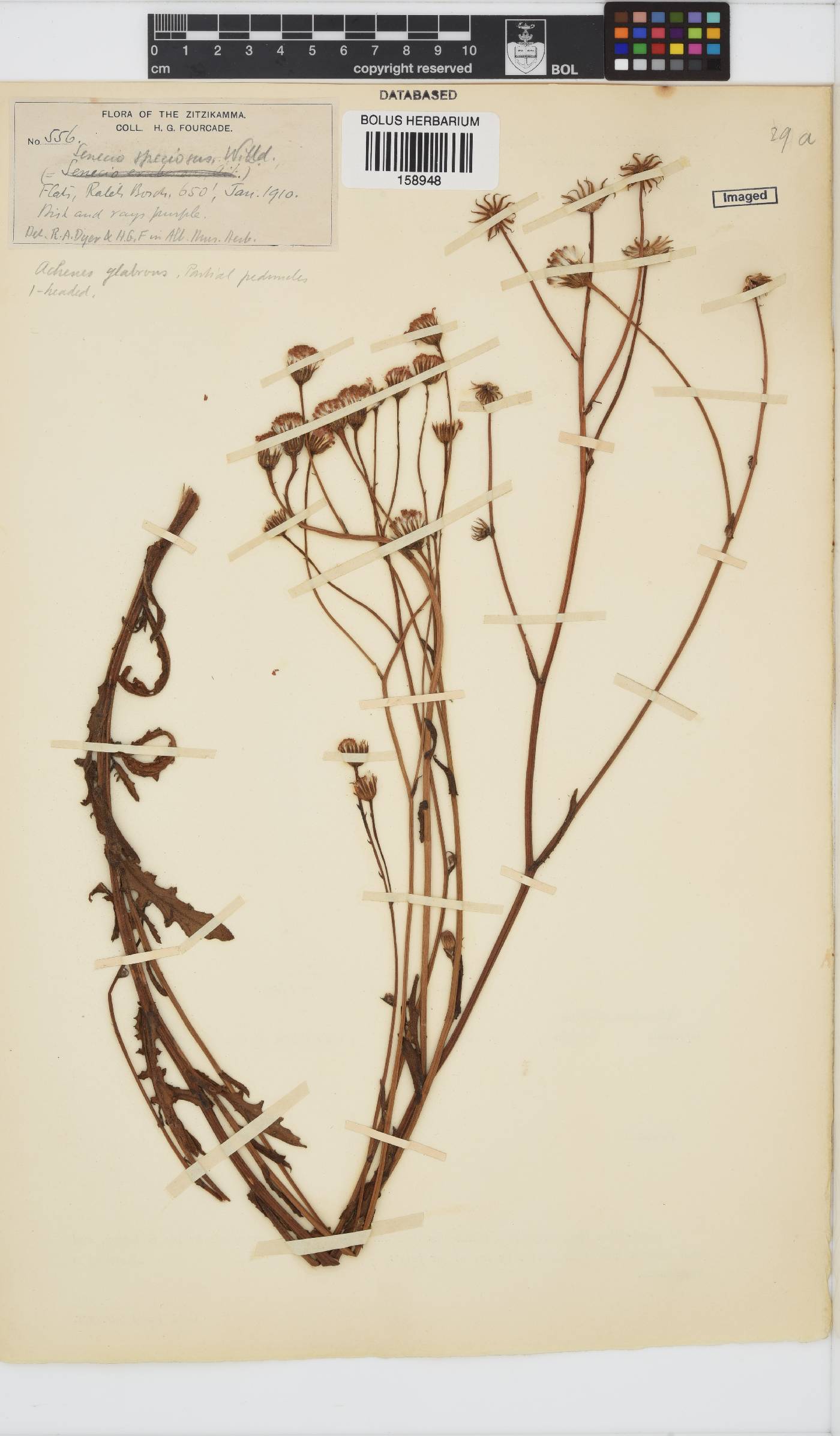 Senecio speciosus image