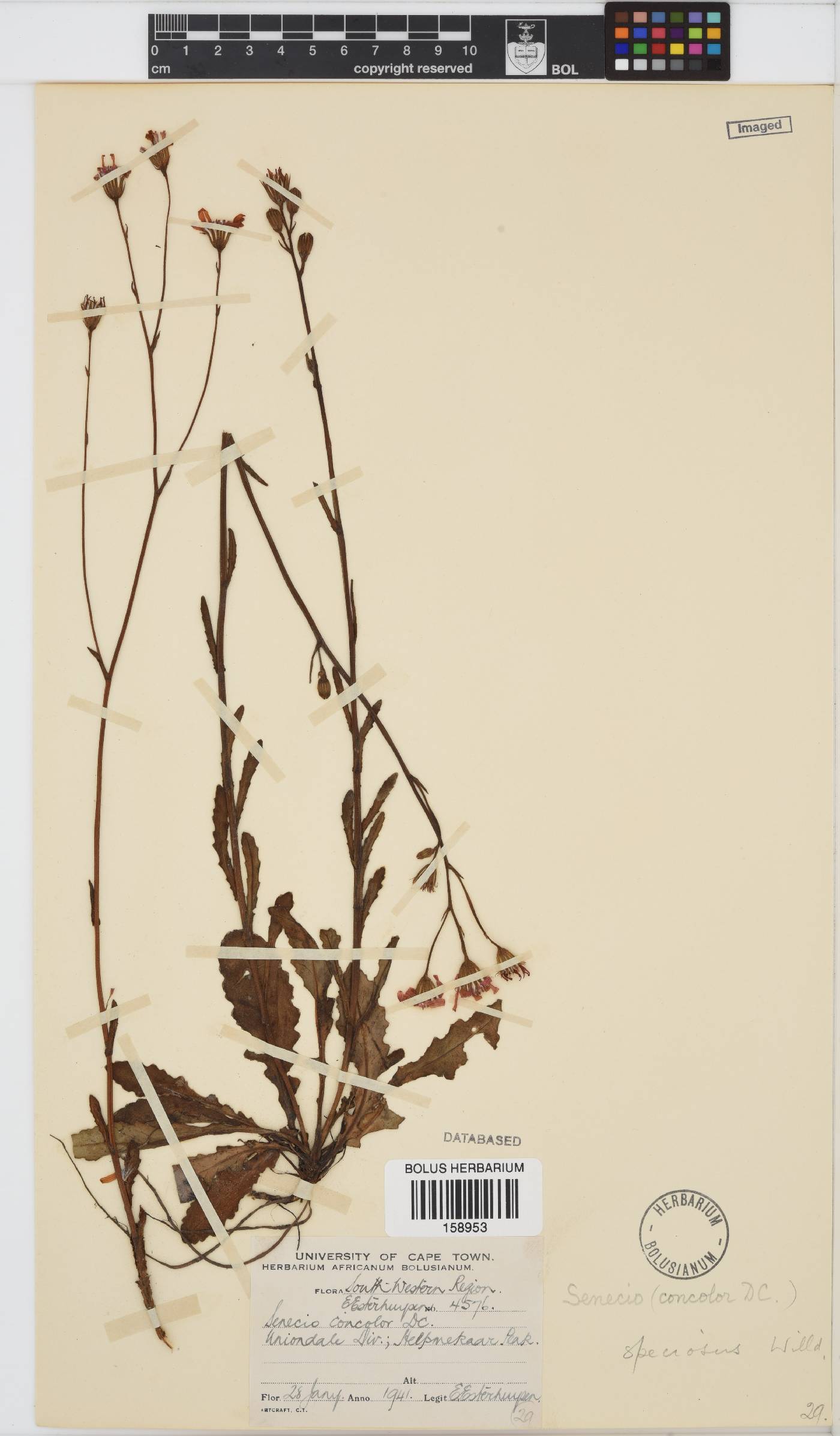 Senecio speciosus image