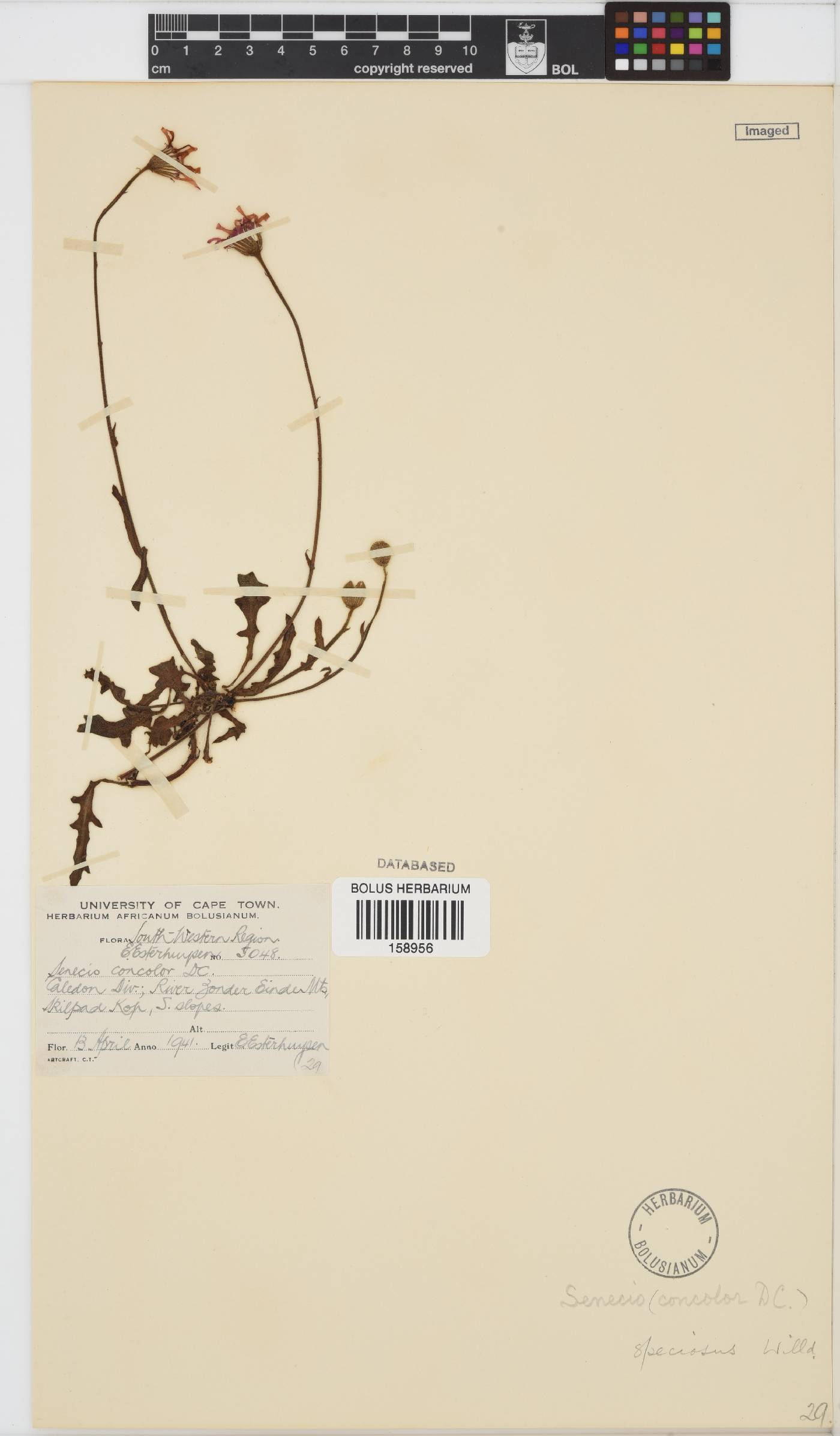 Senecio speciosus image