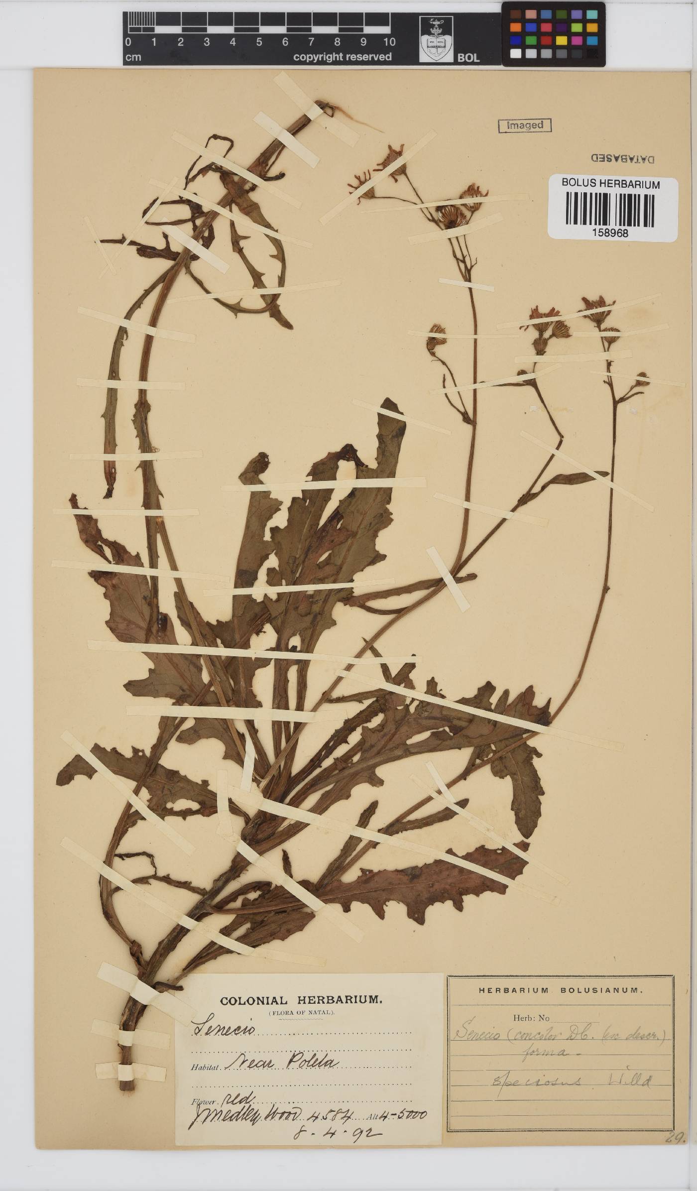 Senecio speciosus image