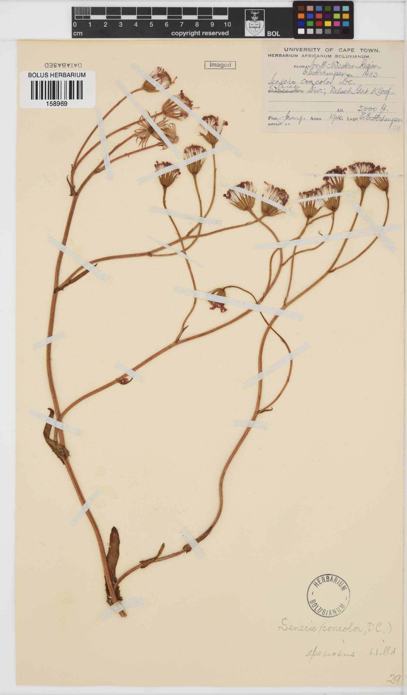 Senecio speciosus image