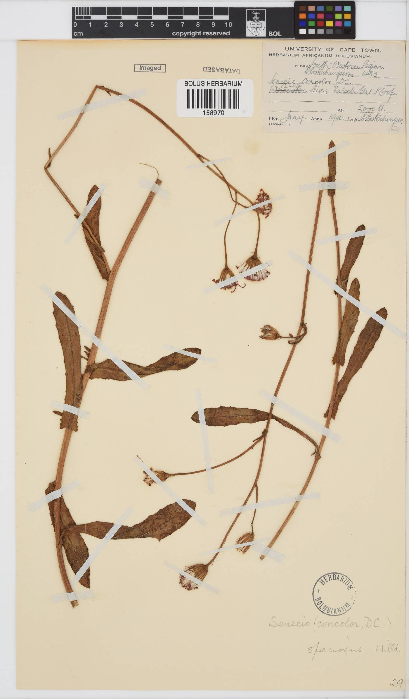 Senecio speciosus image