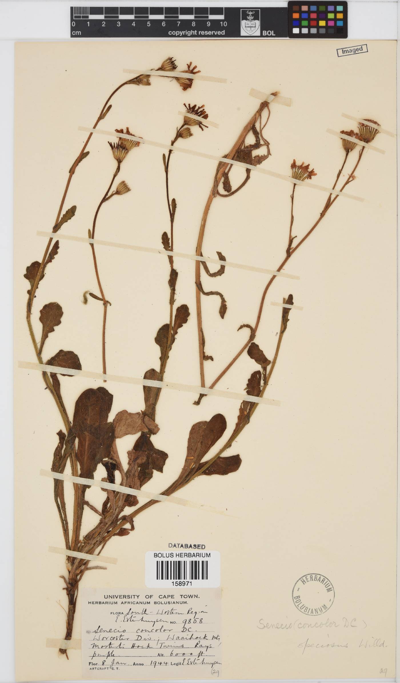 Senecio speciosus image