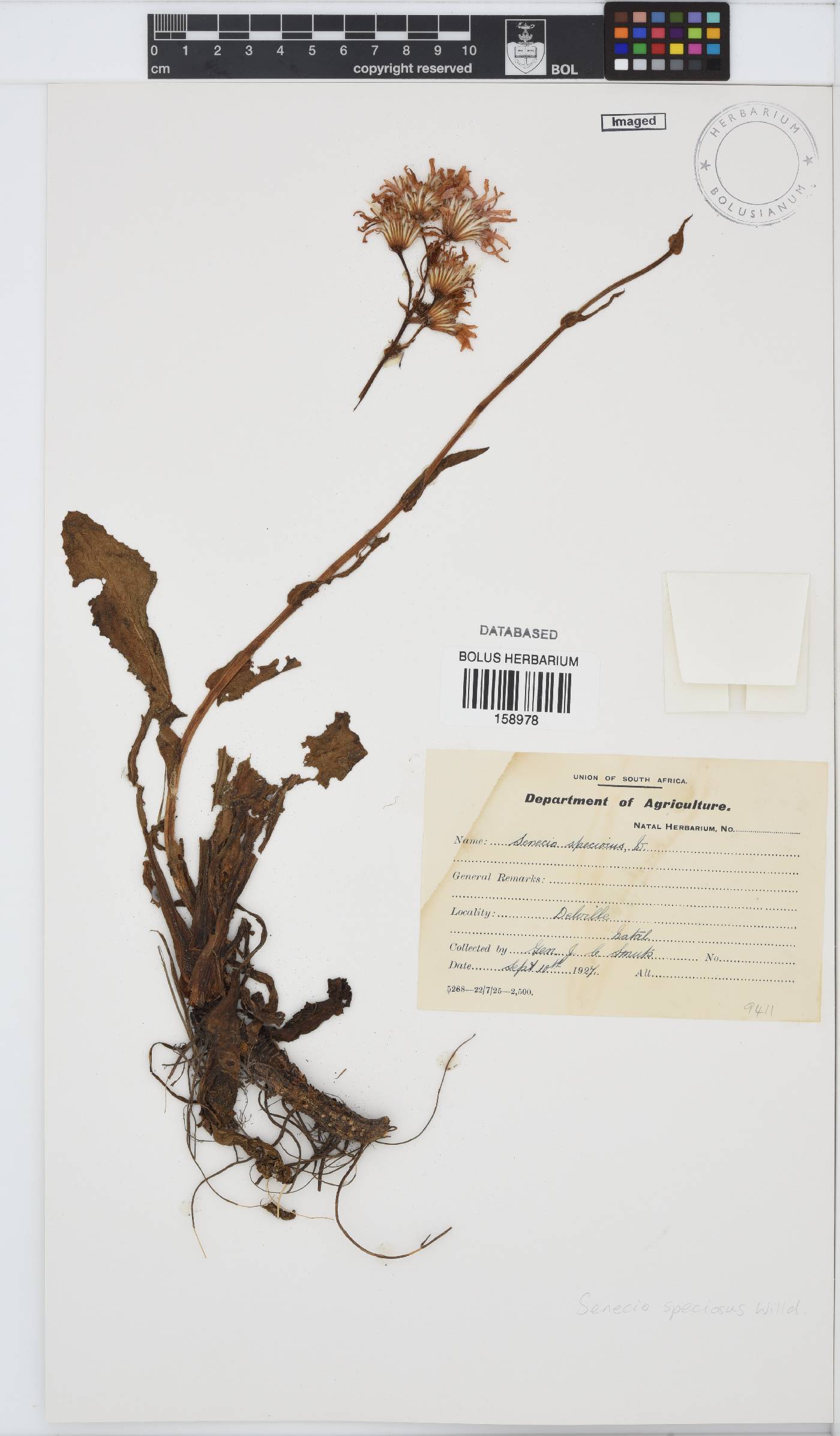 Senecio speciosus image