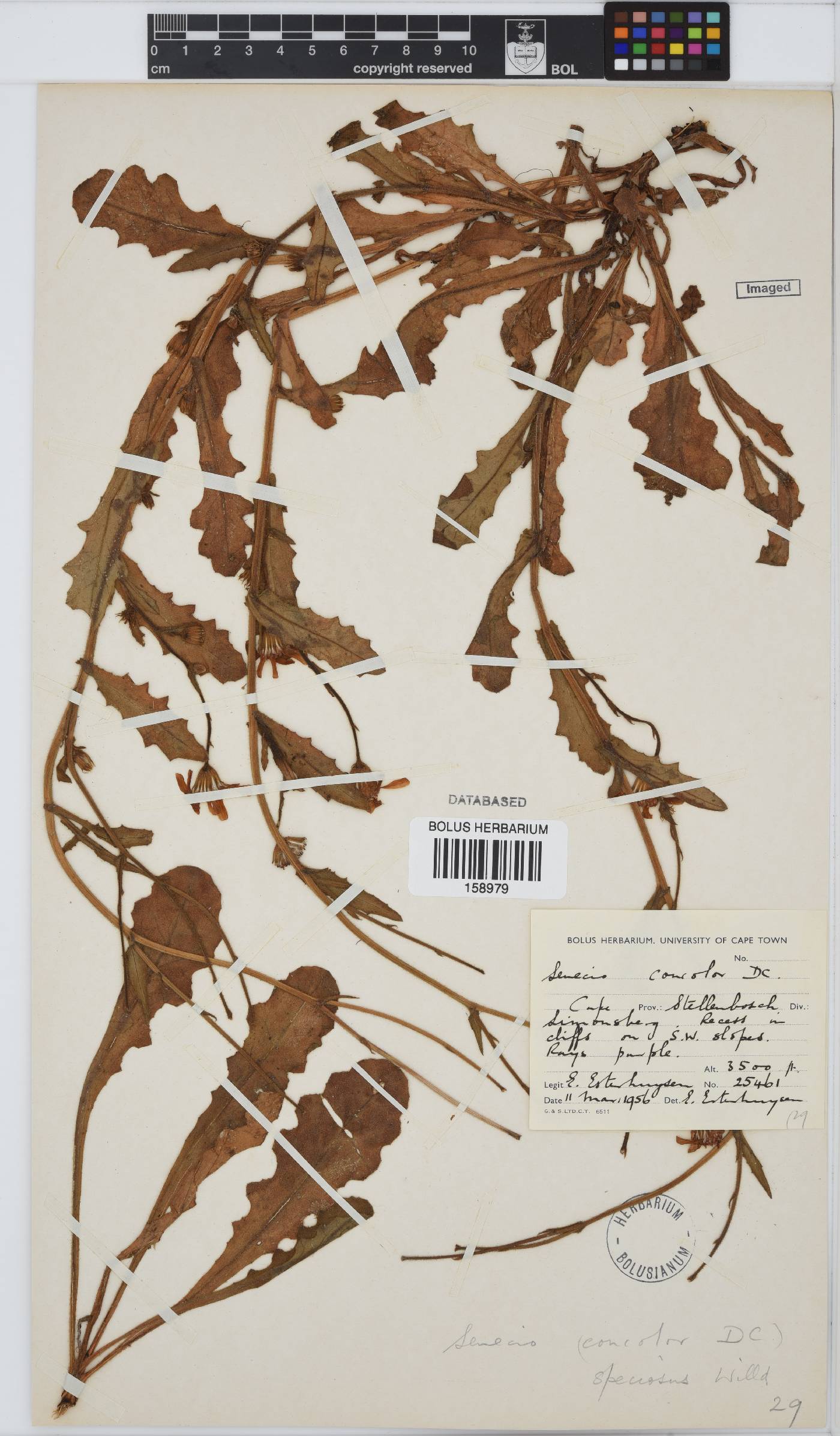 Senecio speciosus image