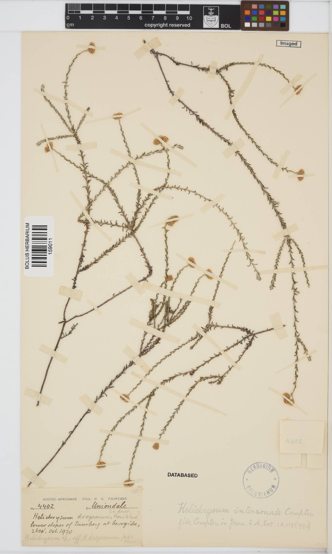 Helichrysum interzonale image